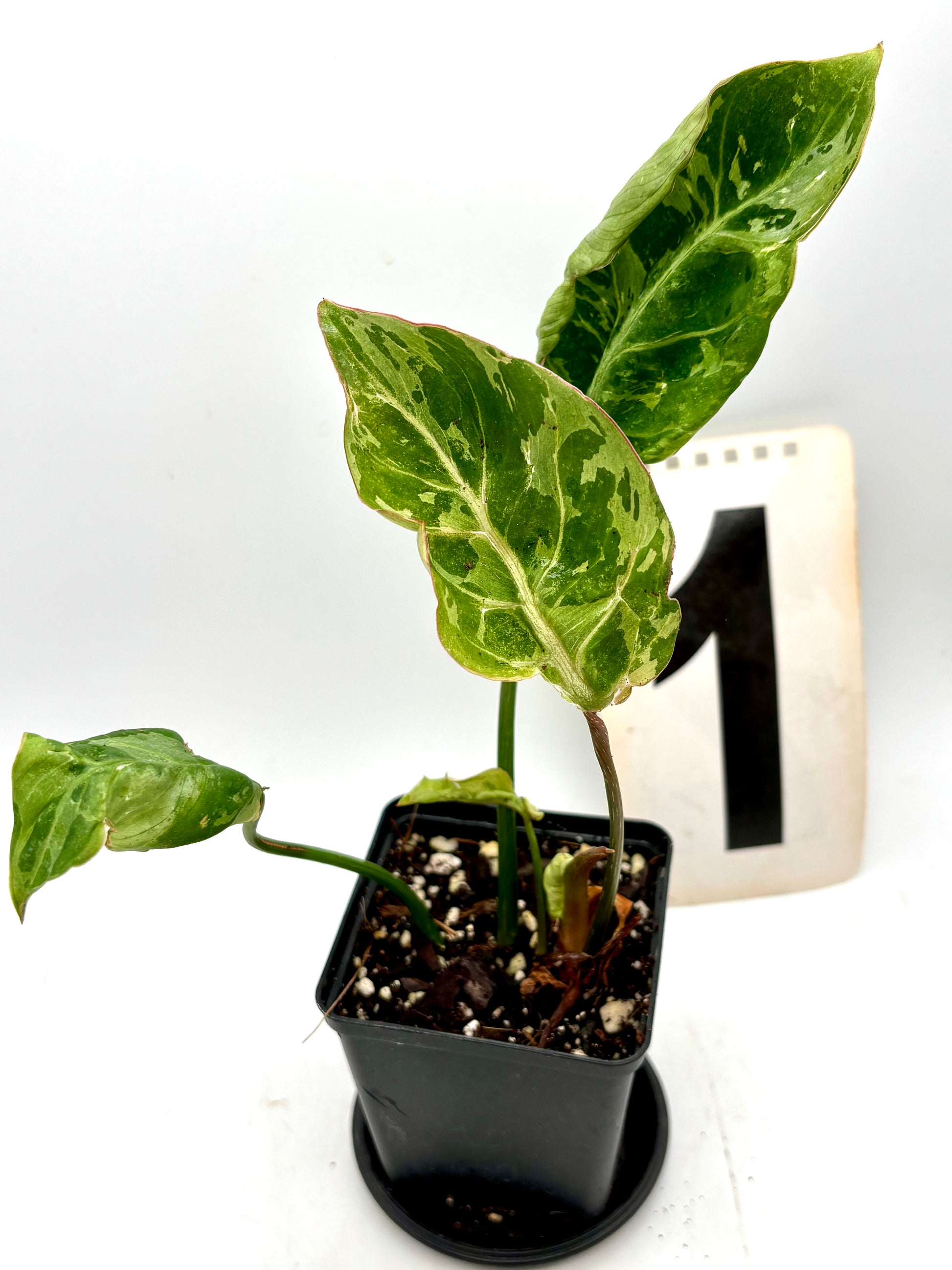 Philodendron Gloriosum Variegata / Snow Leopard - Jungpflanzen
