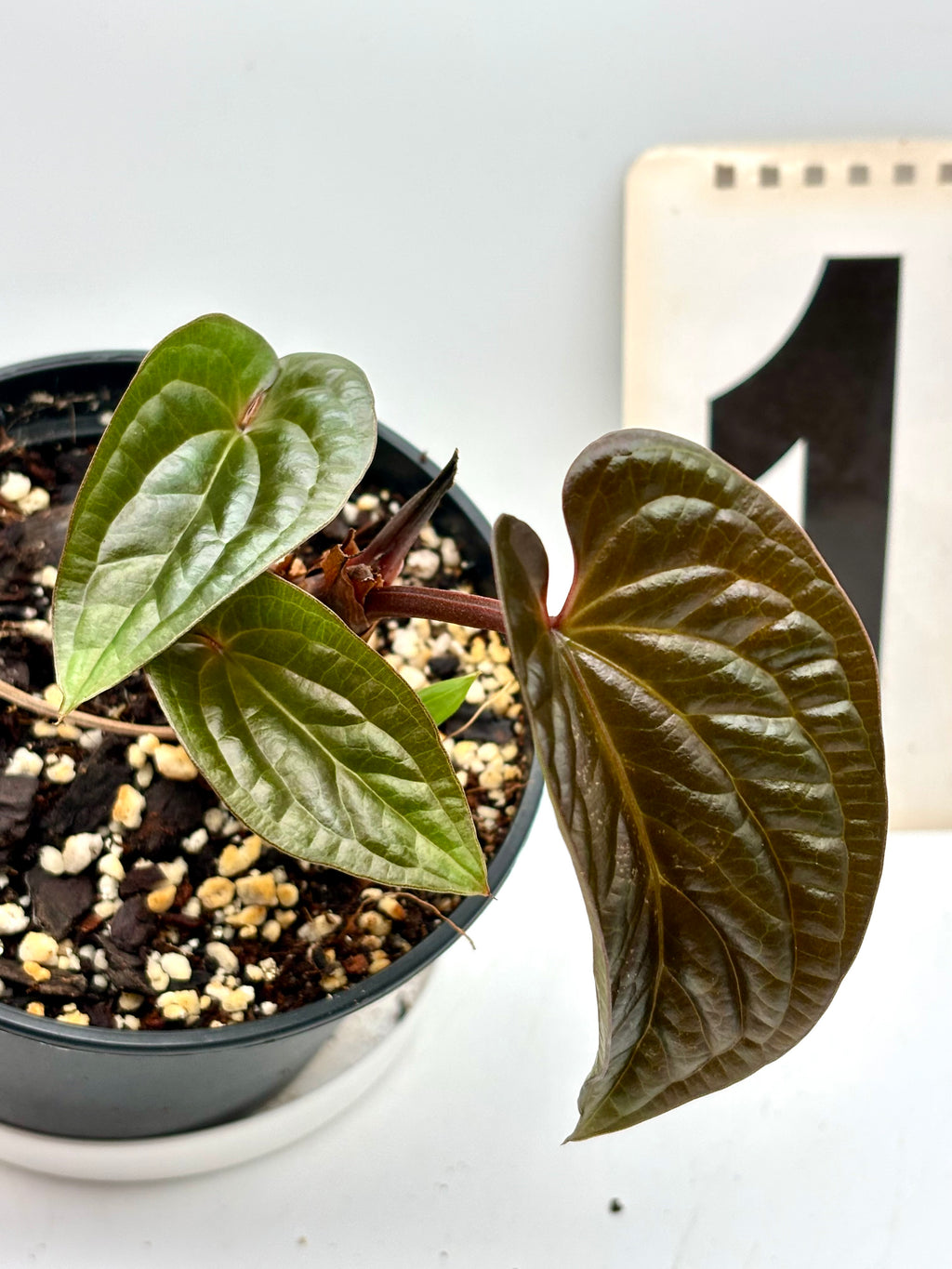 Anthurium Luxurians x Radicans - Exotic-Flowers