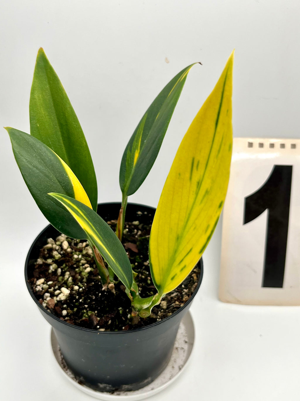 Scindapsus Coriaceus Variegata