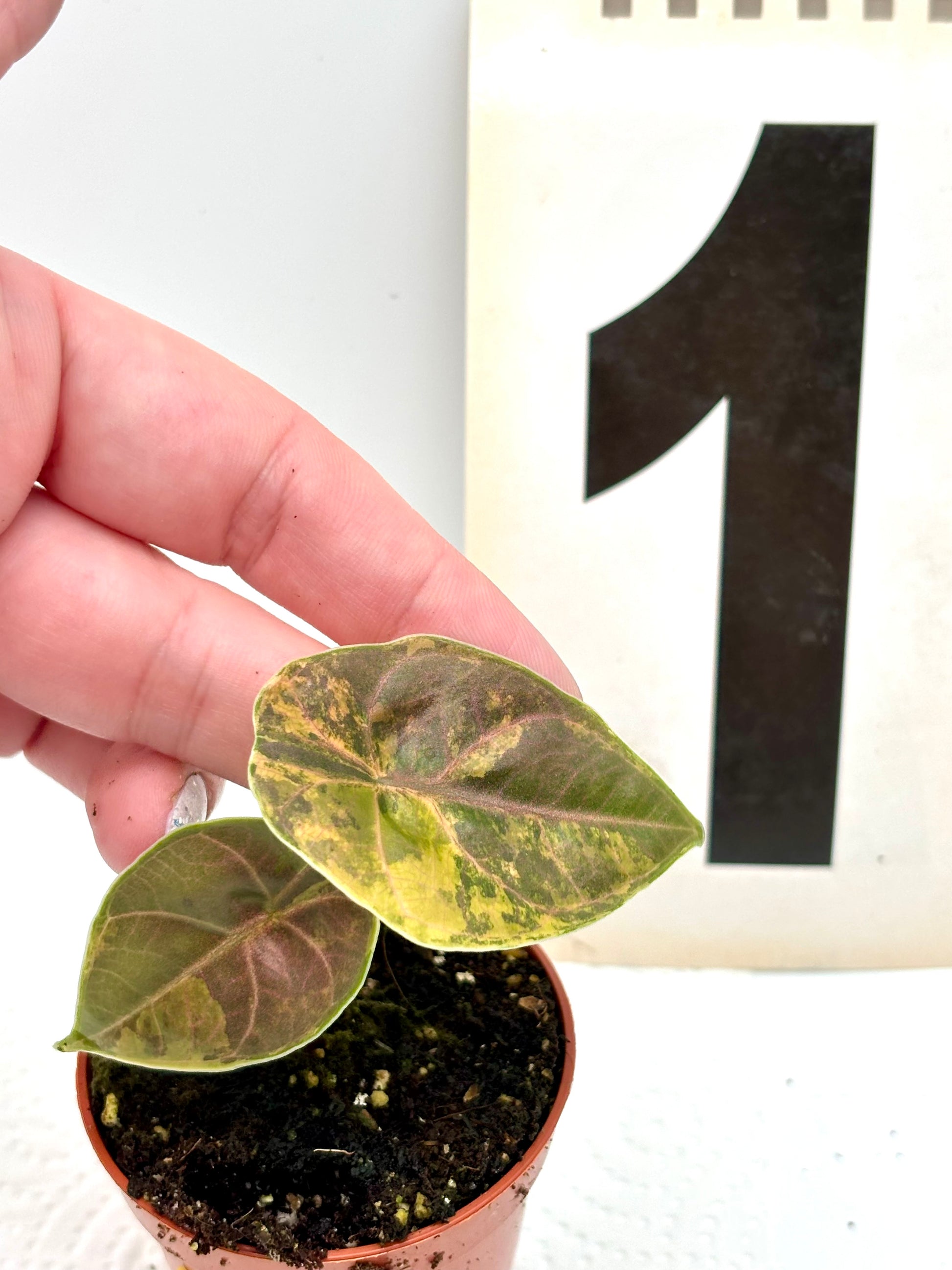 Alocasia Azlanii Aurea Variegata