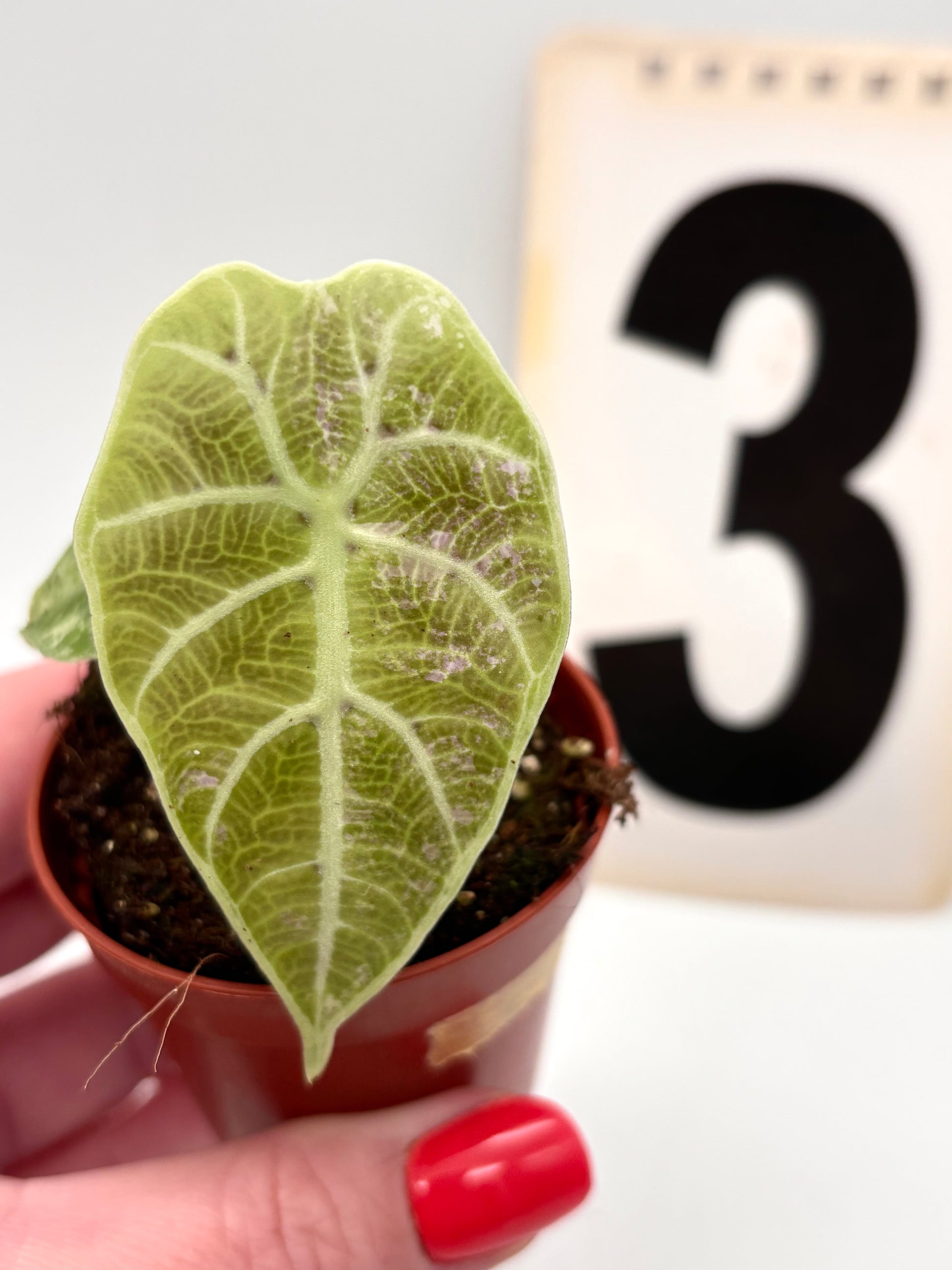 Alocasia Watsoniana Doff Variegata