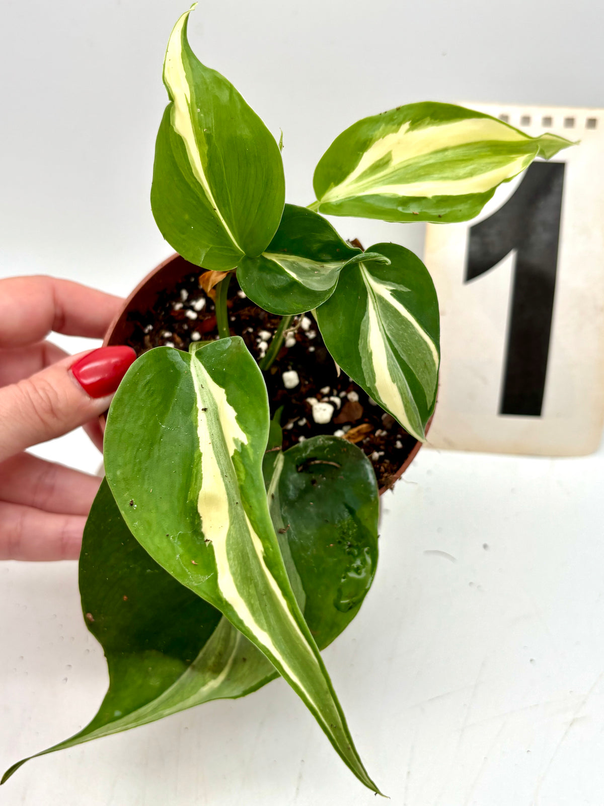 Philodendron Rio