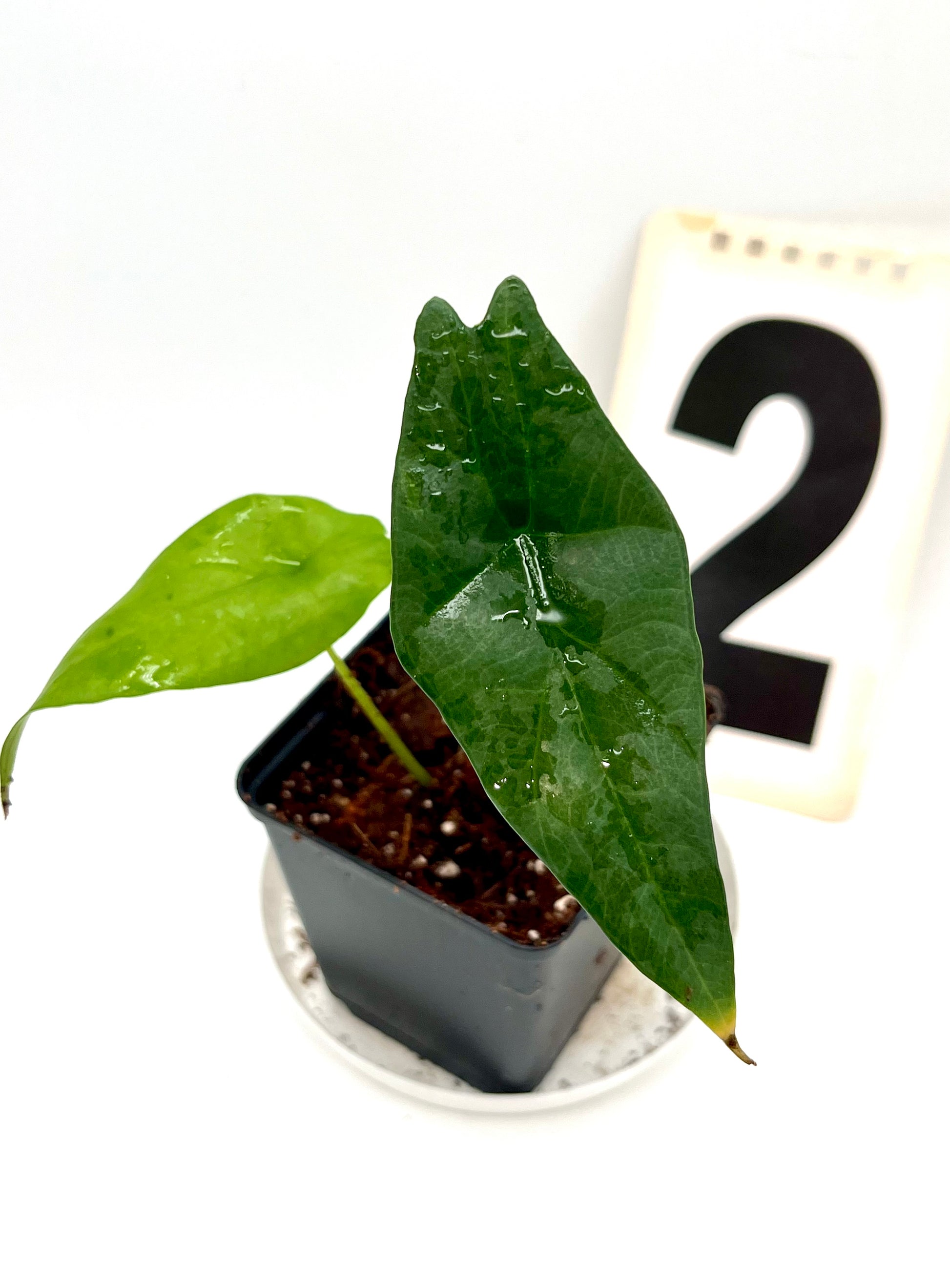 Alocasia Simpo