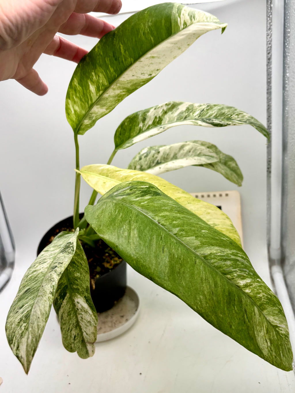 Epipremnum Giganteum Variegata Pflanze mit grünen und weißen variierten Blättern, exotische Zimmerpflanze von Exotic-Flowers