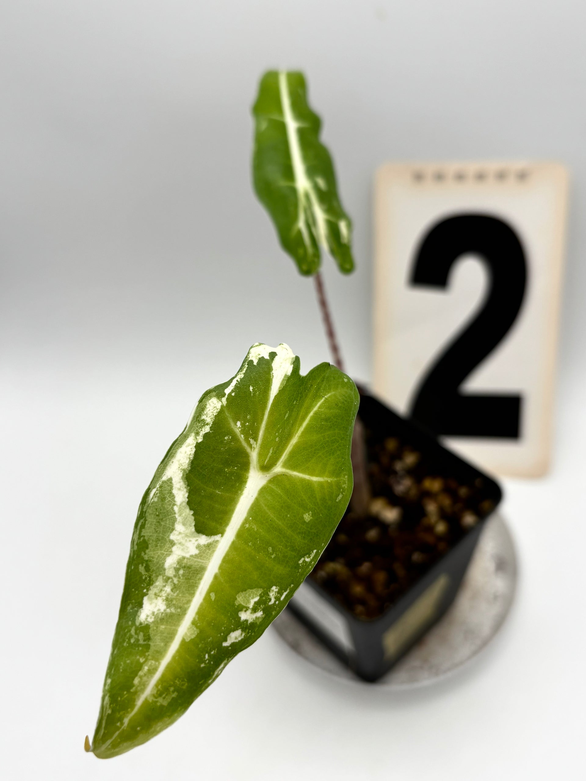 Alocasia Sarian Albo Variegata – Exotic-Flowers