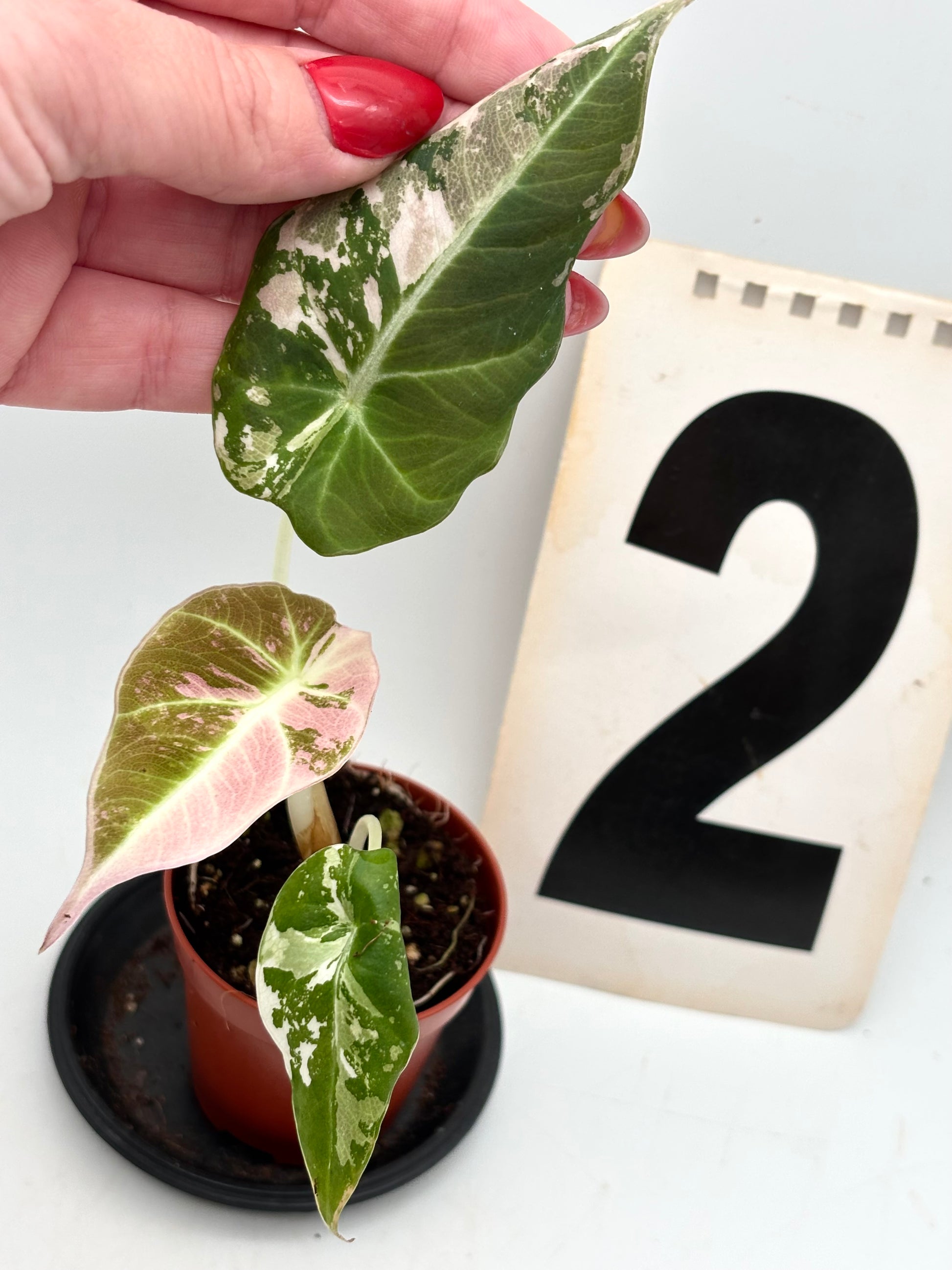 Alocasia Black Velvet Variegata