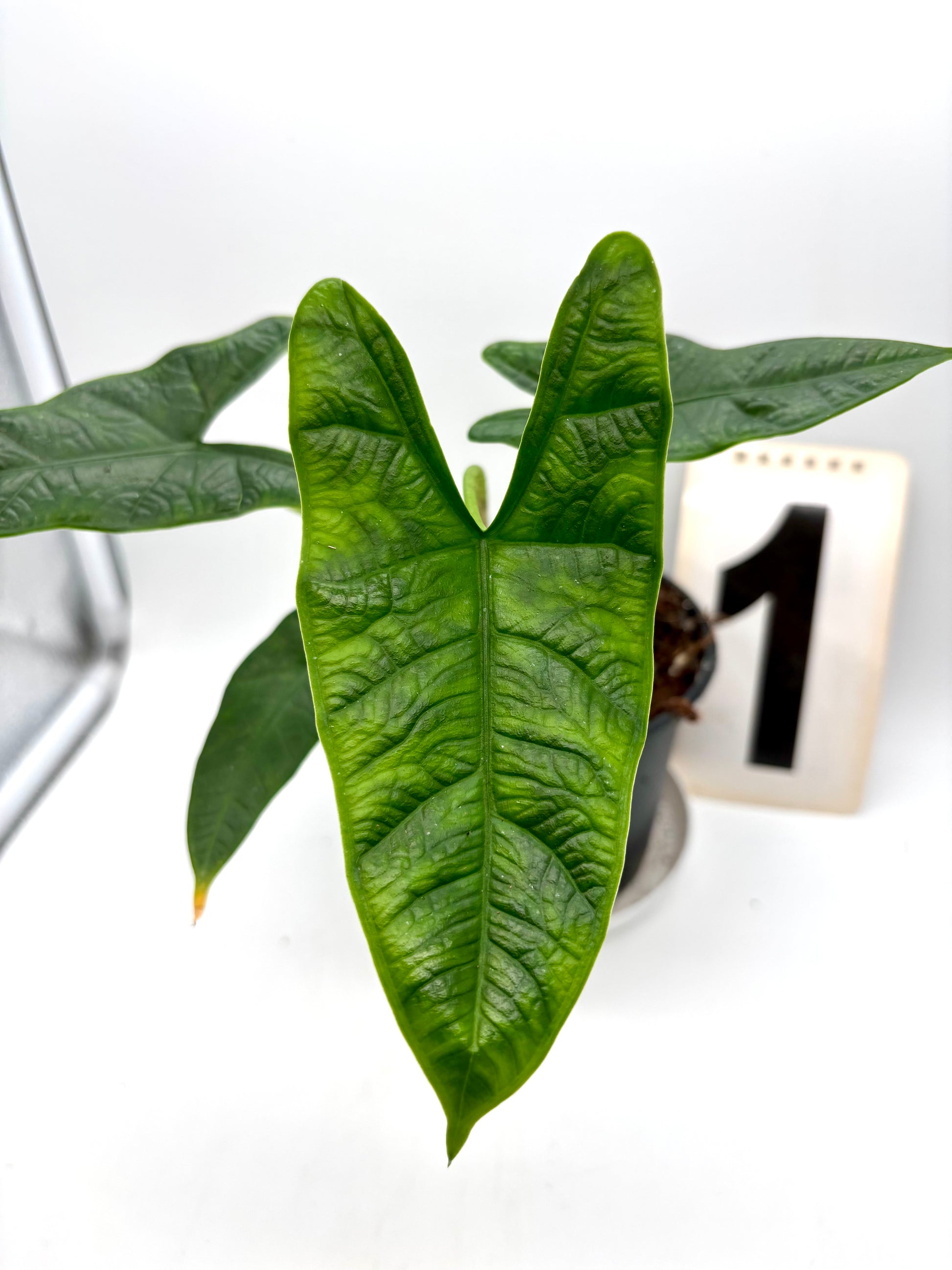 Alocasia Carpet sp Sulawesi