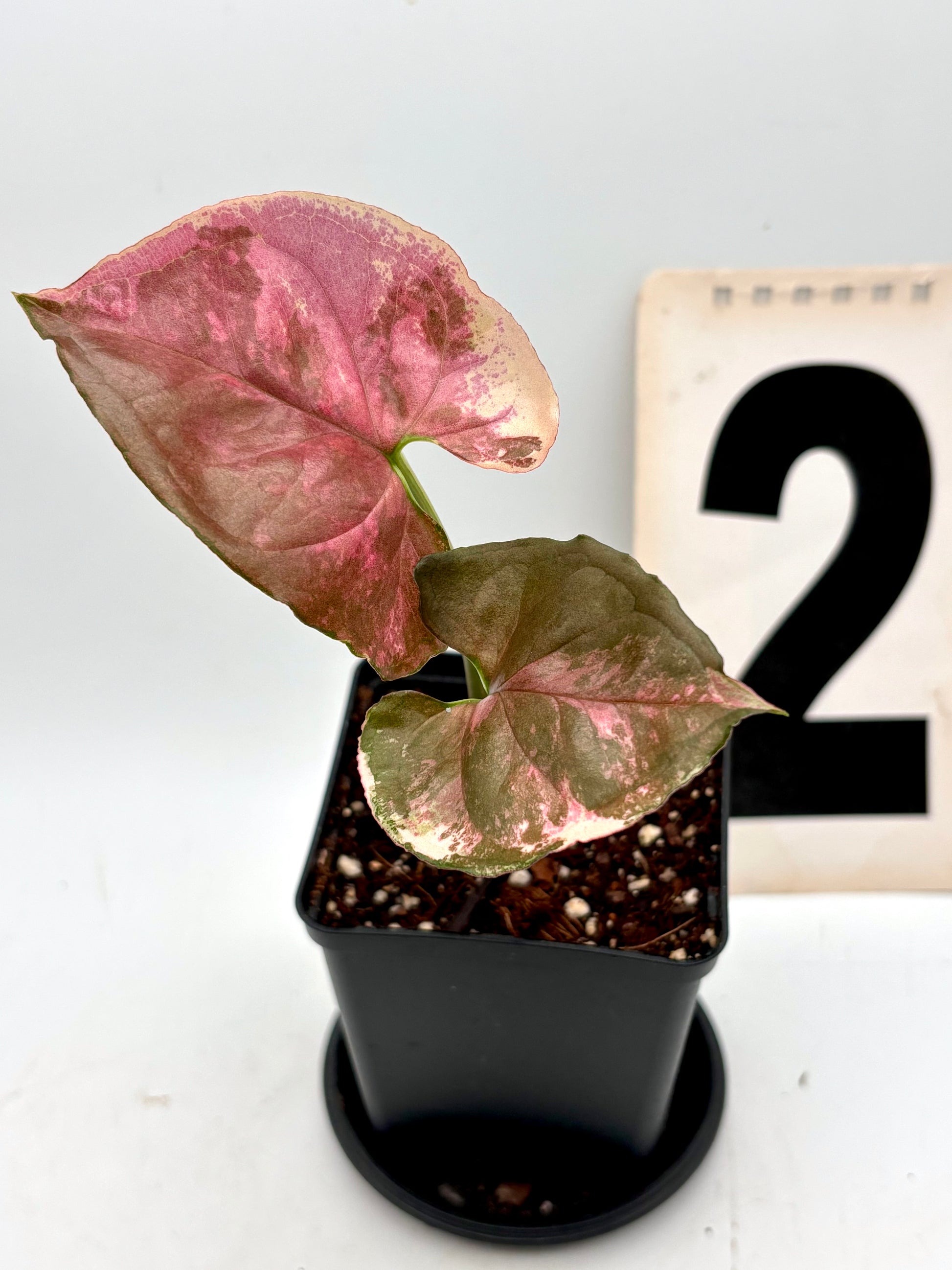 Syngonium Strawberry Ice Galaxy Pflanze mit grünen und rosa Blättern, dekorativ und exotisch, von Exotic-Flowers.