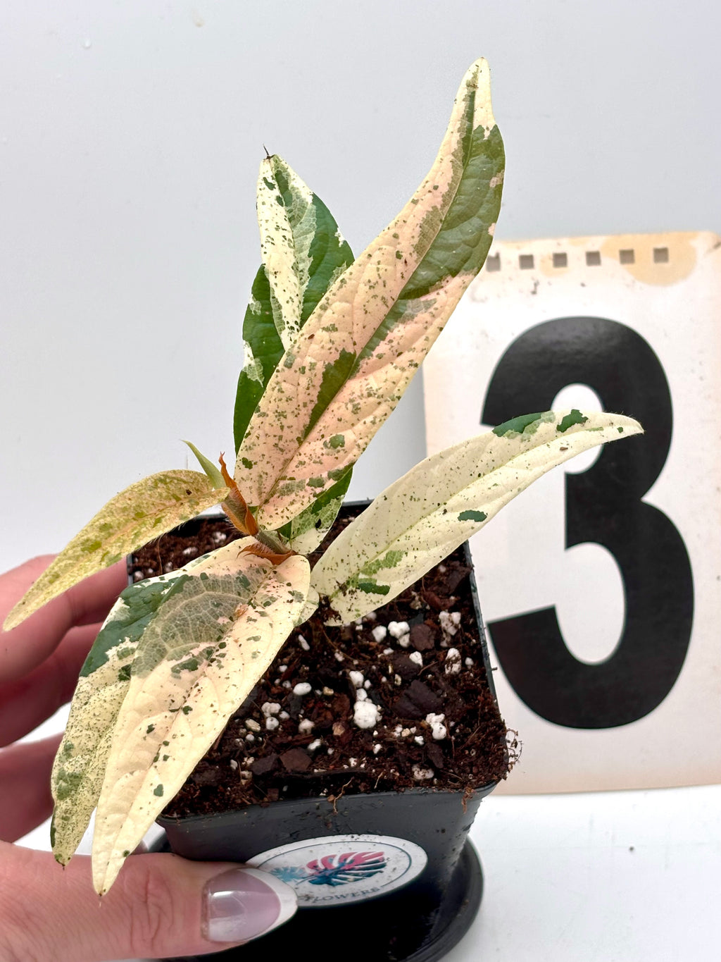 Ficus Sagittata Pink Variegata