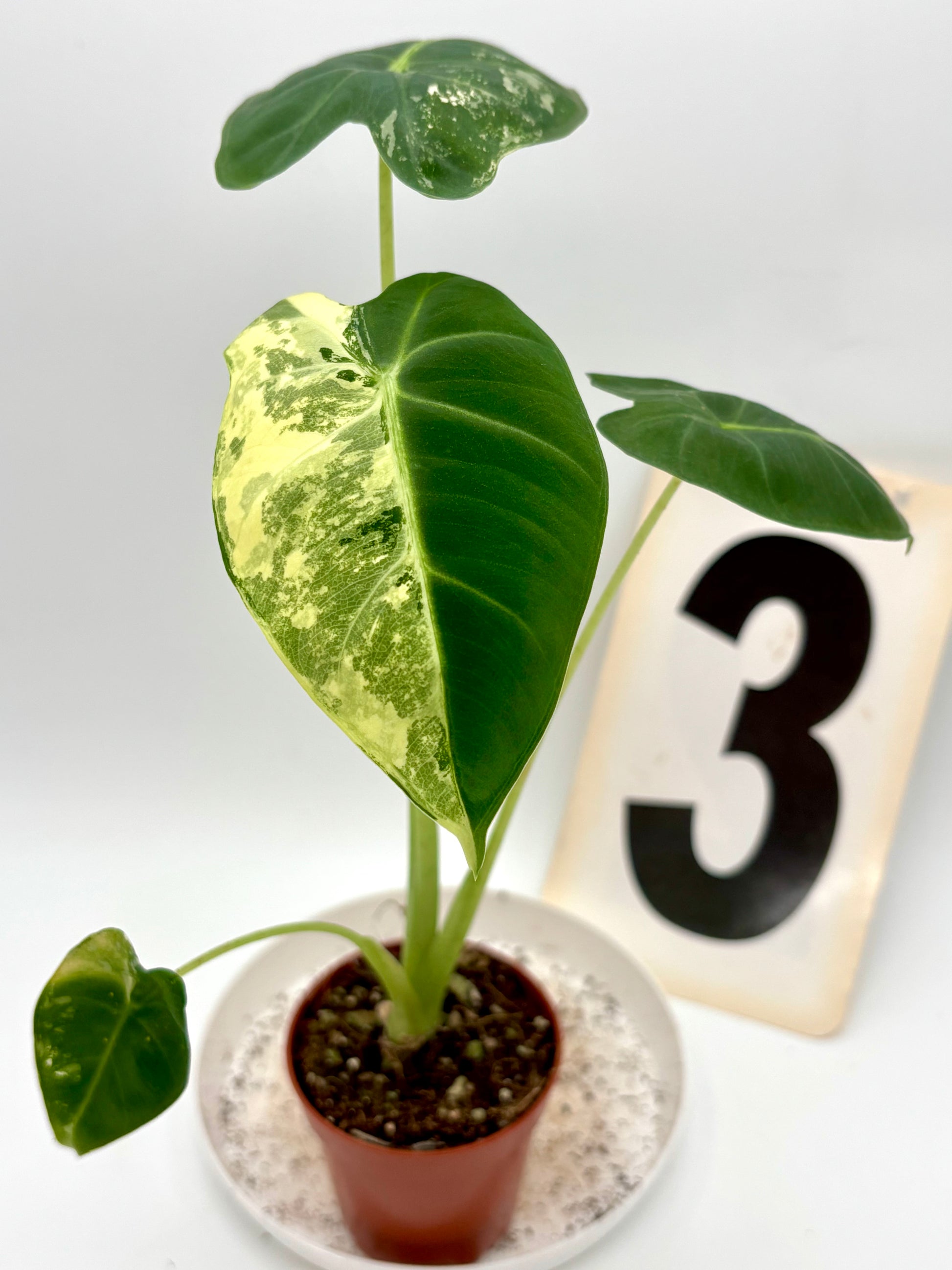 Alocasia Frydek Variegata