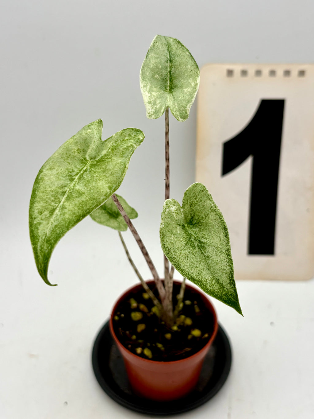 Alocasia Zebrina Mint Variegata Pflanze mit gestreiften Blättern, exotisches Grünpflanzen-Design, von Exotic-Flowers
