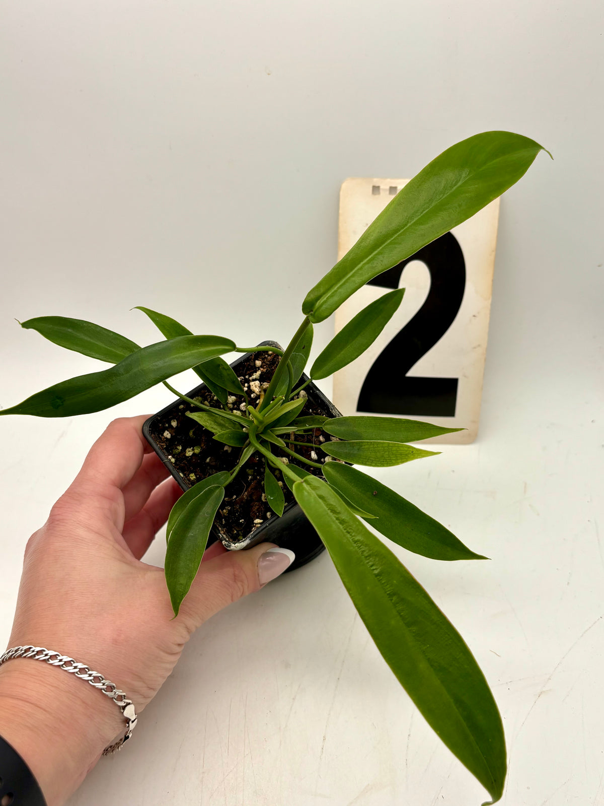 Philodendron Joepii Pflanze von Exotic-Flowers mit grünen, gezackten Blättern, im Top auf einem Holztisch sichtbar