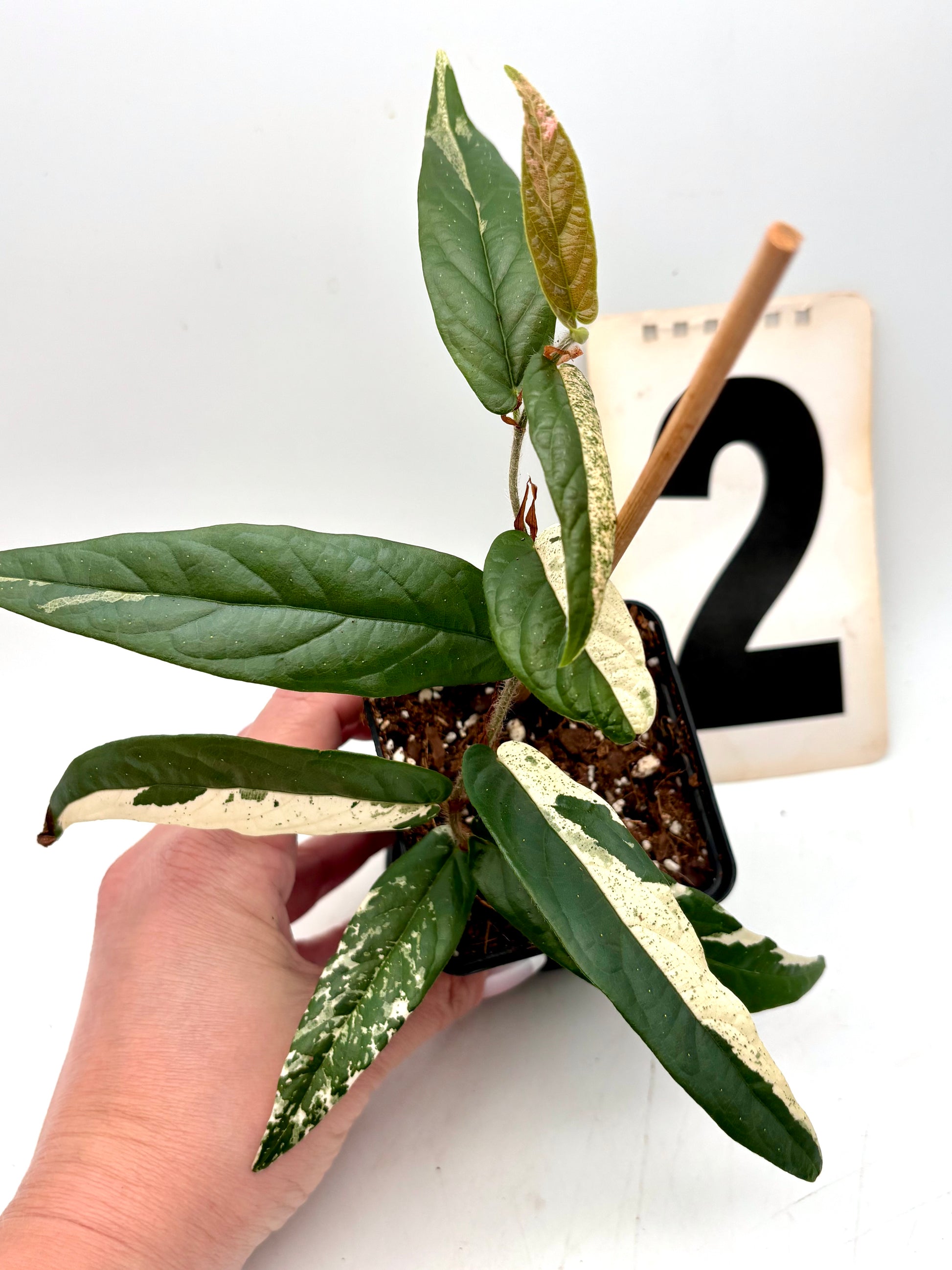 Ficus Sagittata Pink Variegata