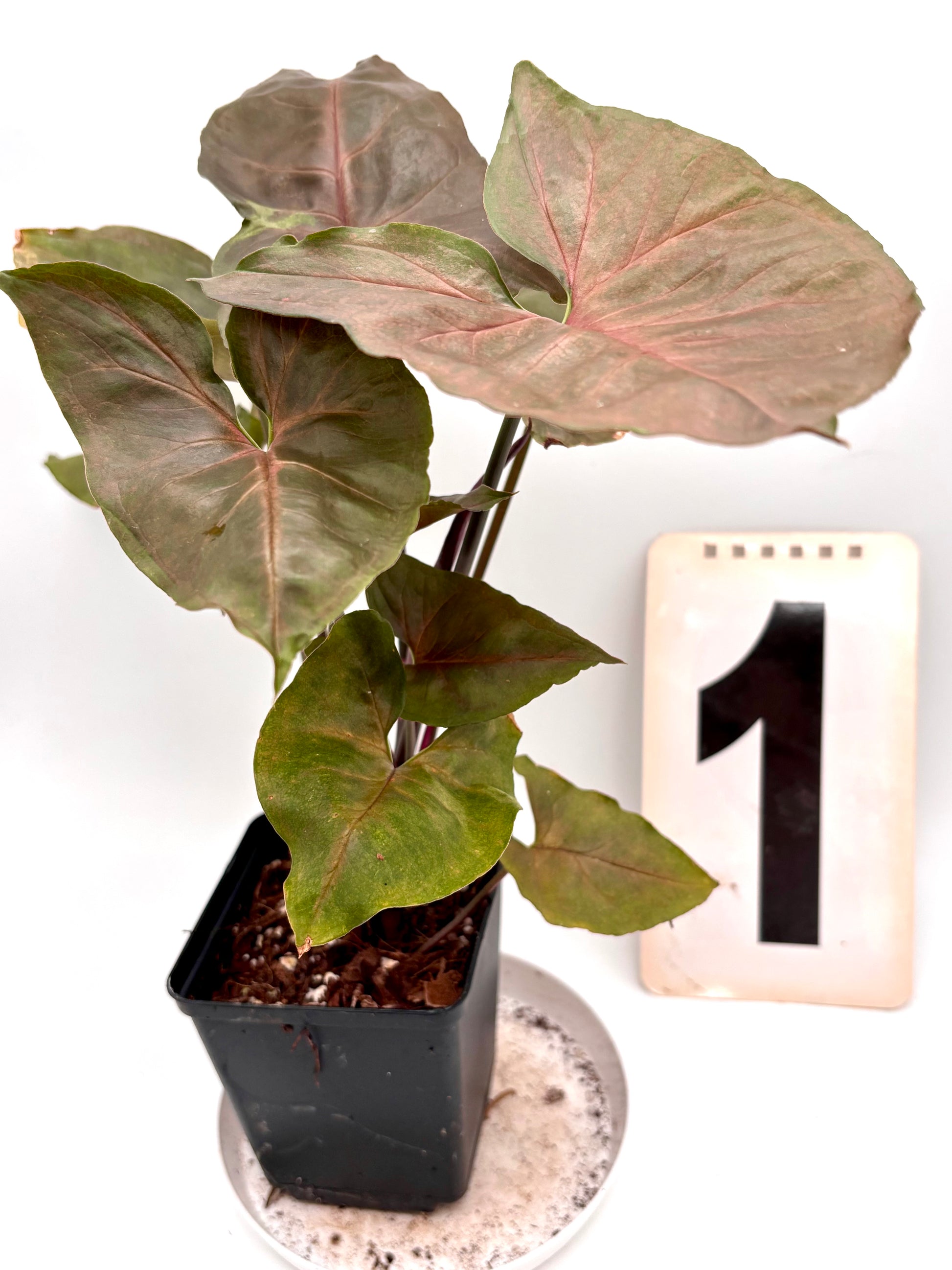 Syngonium Brocante
