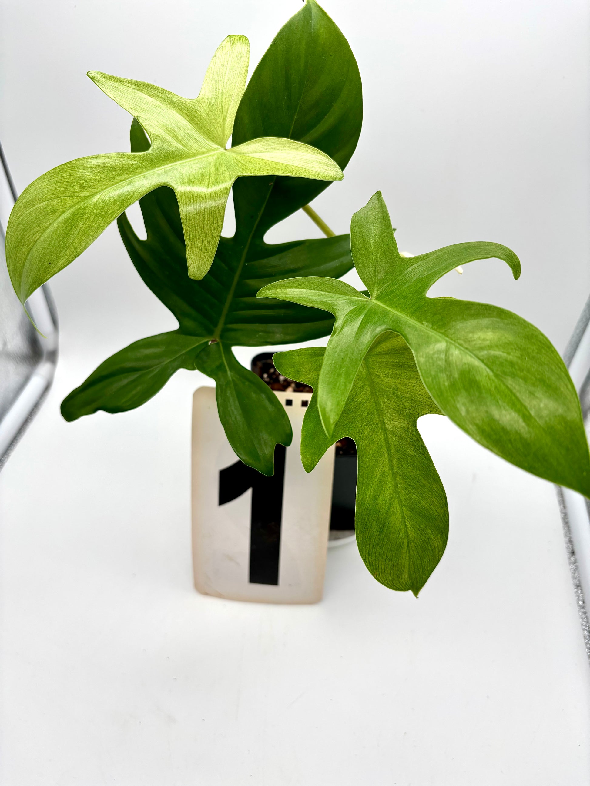 Philodendron Florida Ghost