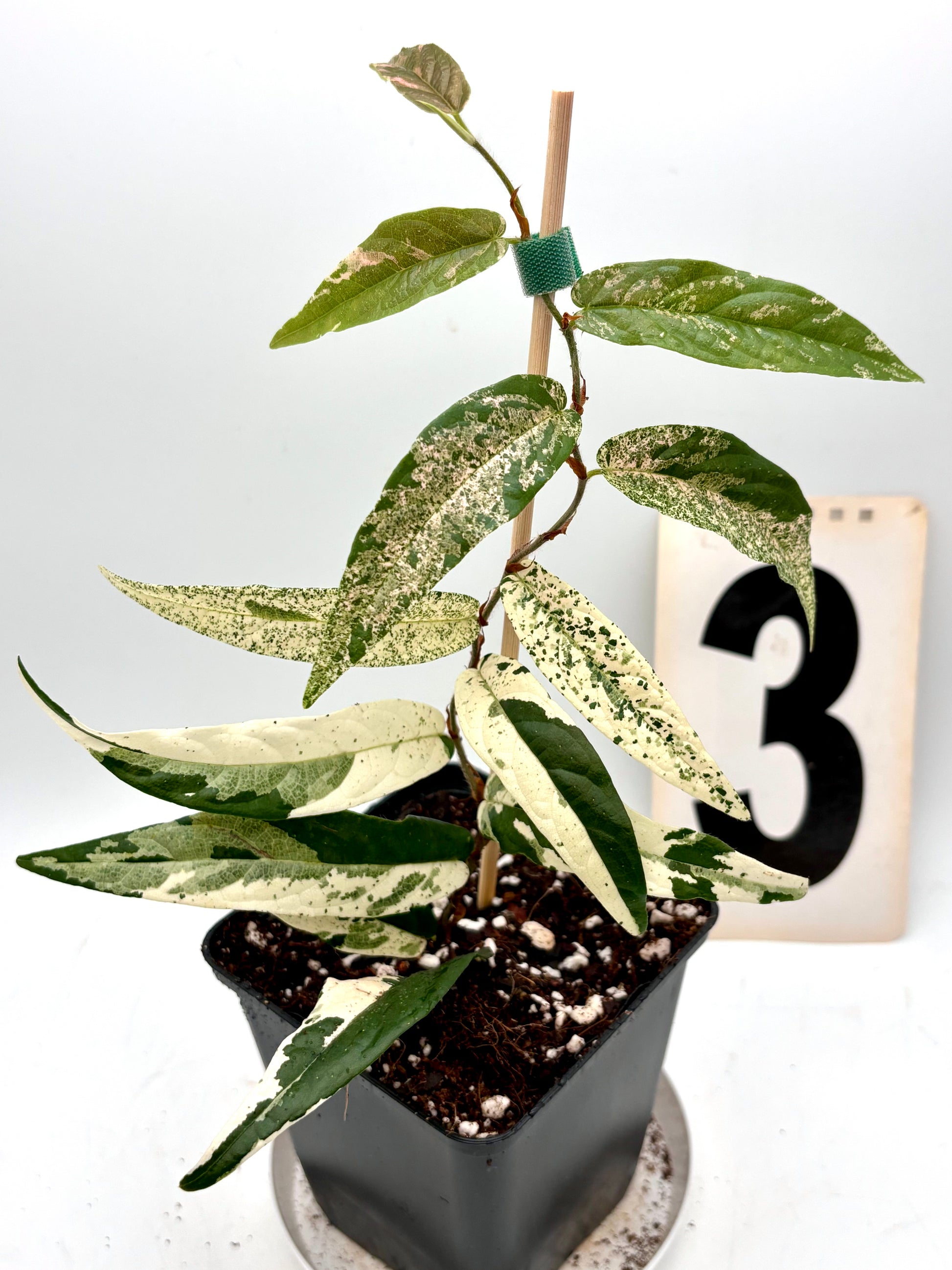 Ficus Sagittata Pink Variegata von Exotic-Flowers, detailreiche Pflanze mit pink-weiß variierten Blättern auf natürlichem Hintergrund