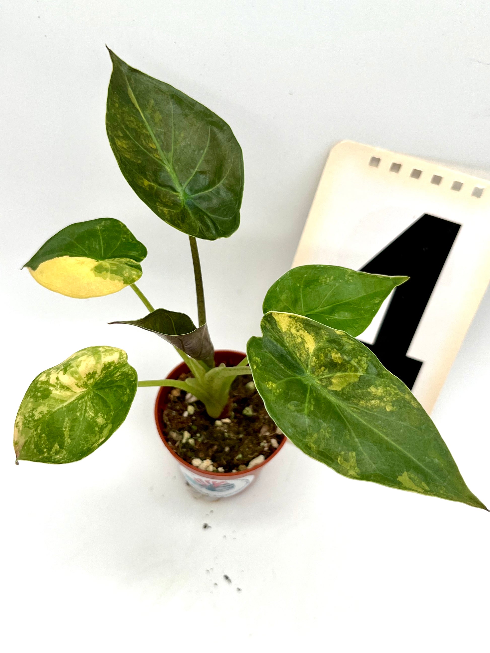 Alocasia Wentii (Sunset) Variegata