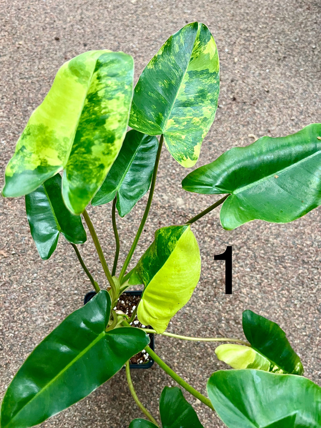 Philodendron Burle Marx Variegata