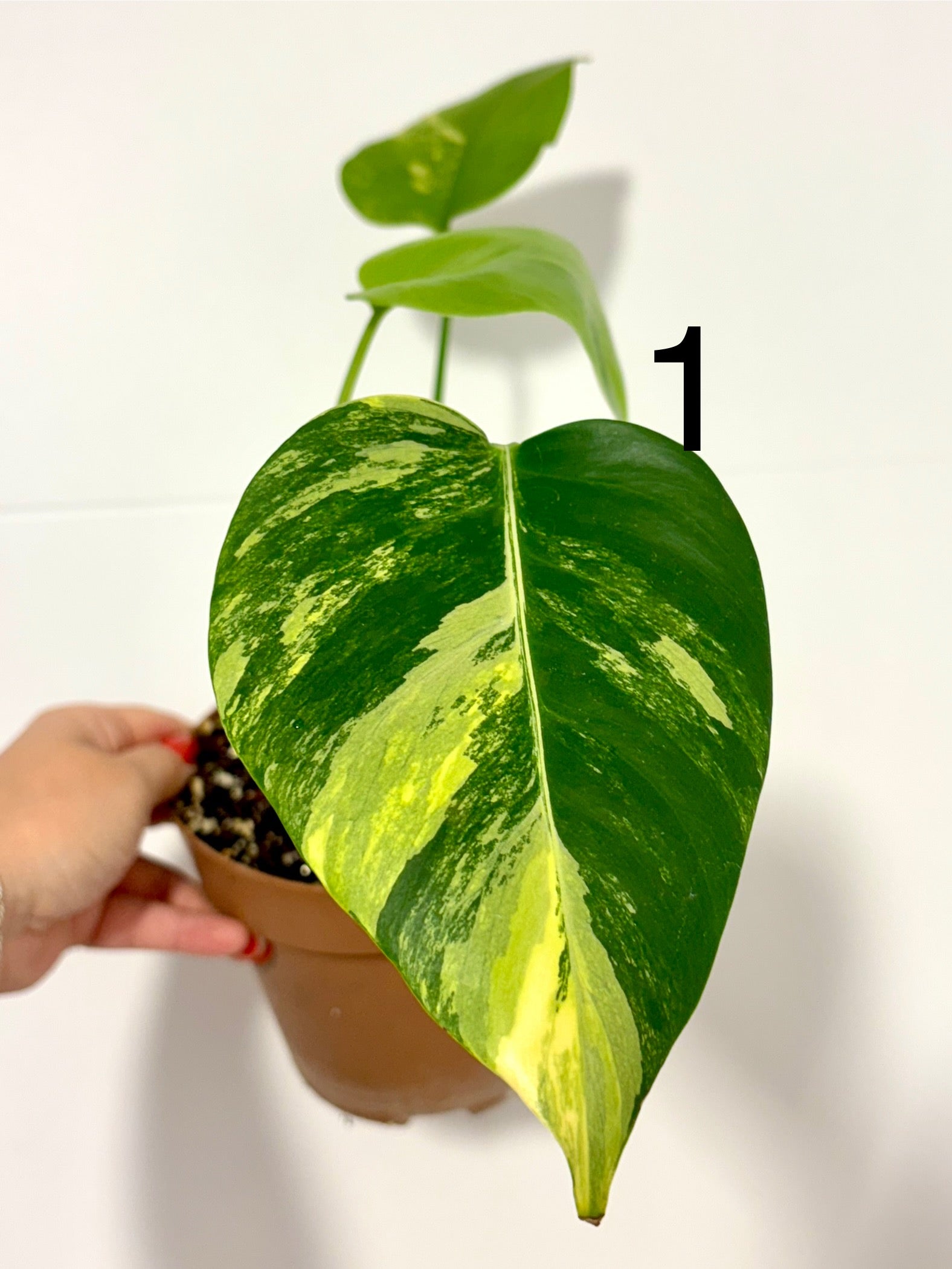 Monstera Aurea Variegata