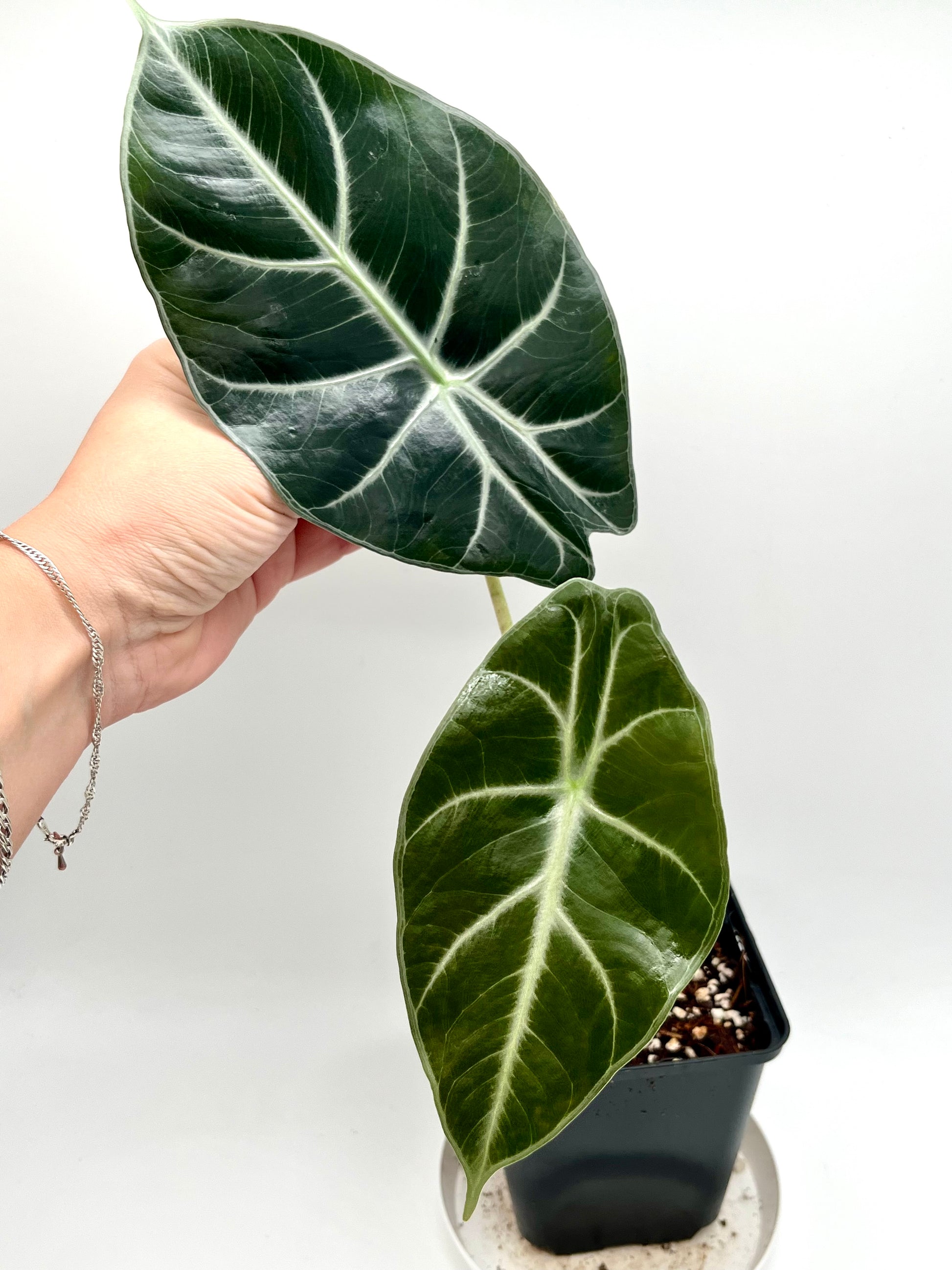 Alocasia Mark Campbell
