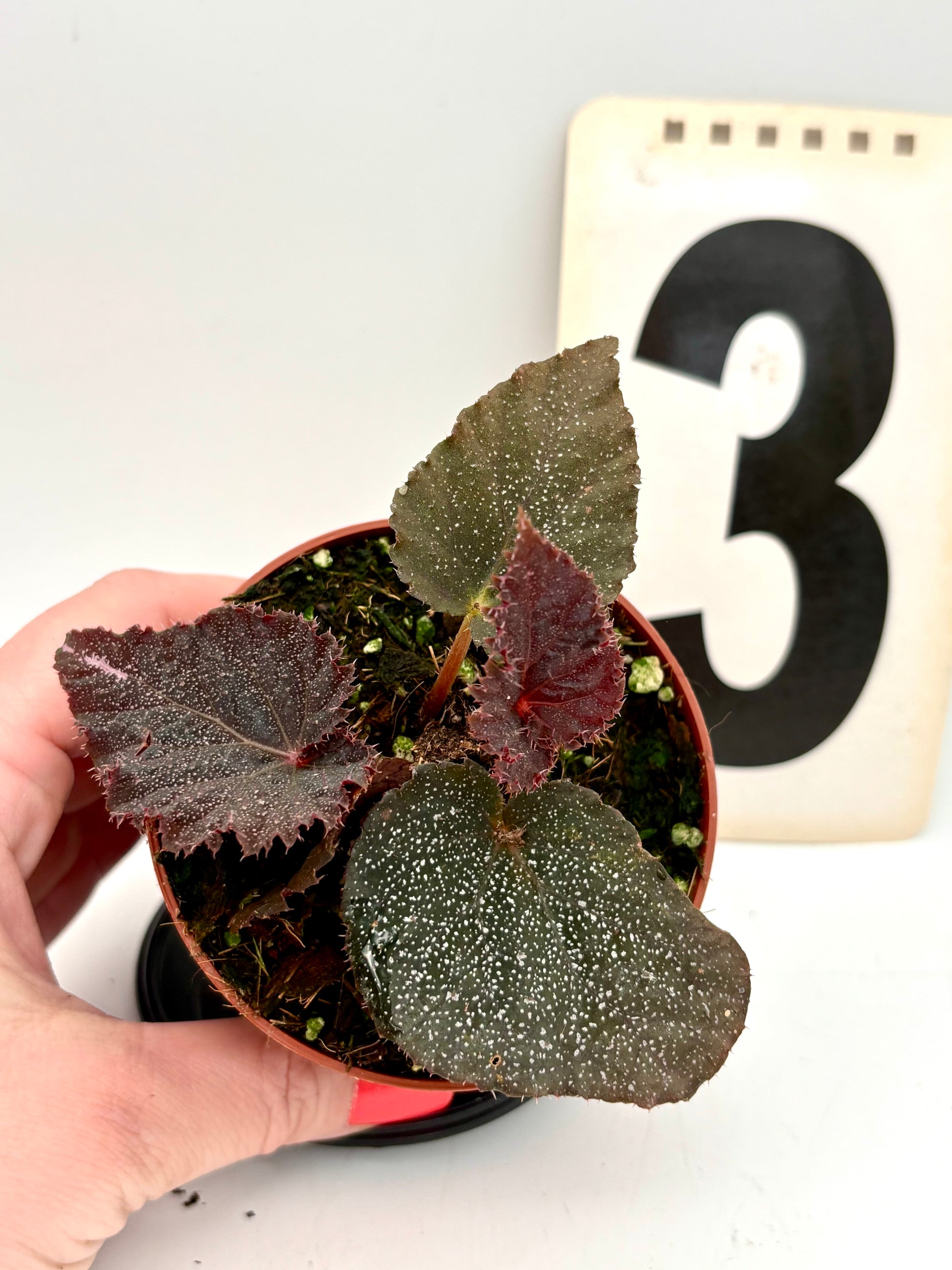 Bengonia Taconite Pflanze mit grünen Blättern und roten Blüten, im Topf, von Exotic-Flowers.