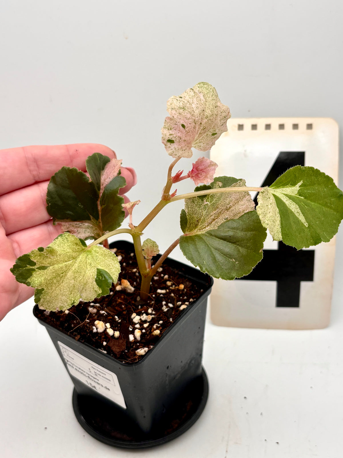 Variegierte Begonie Cucullata Pflanze von Exotic-Flowers mit grünen und weißen Blättern, im Gartenbeet oder Top.