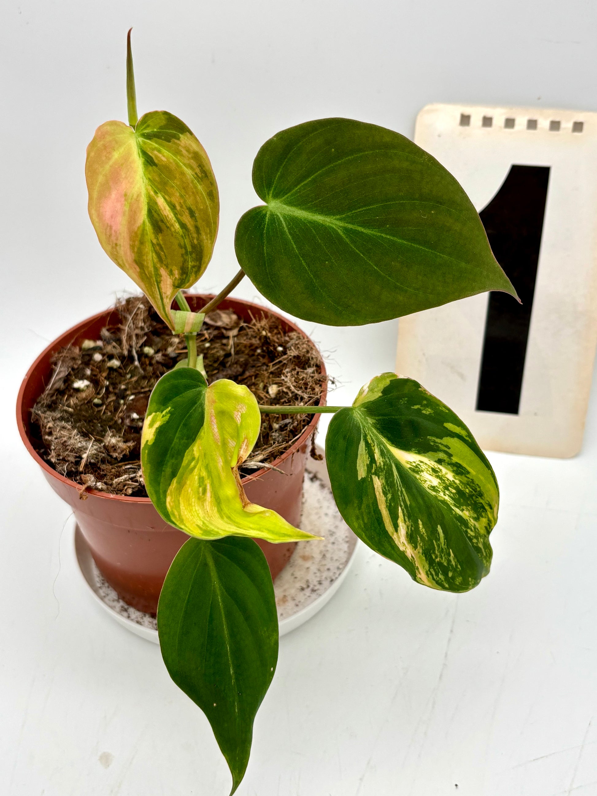 philodendron micans variegata Philodendron Micans Variegata – Exotic-Flowers