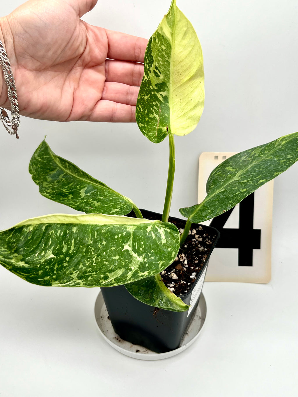 Philodendron Jose Buono