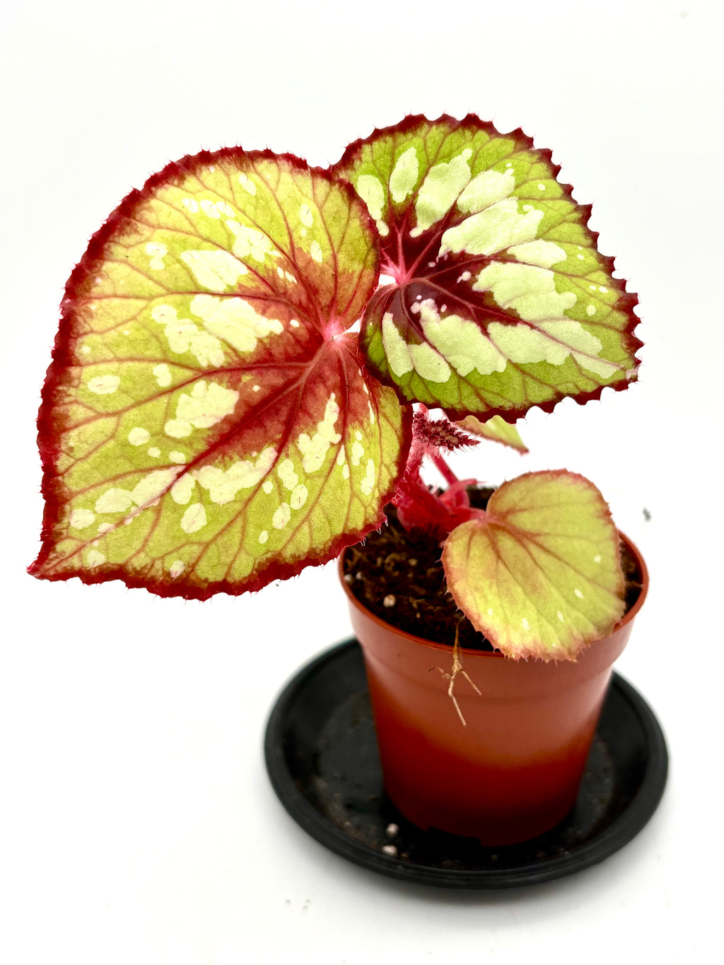 Begonia Matcha Chocolate