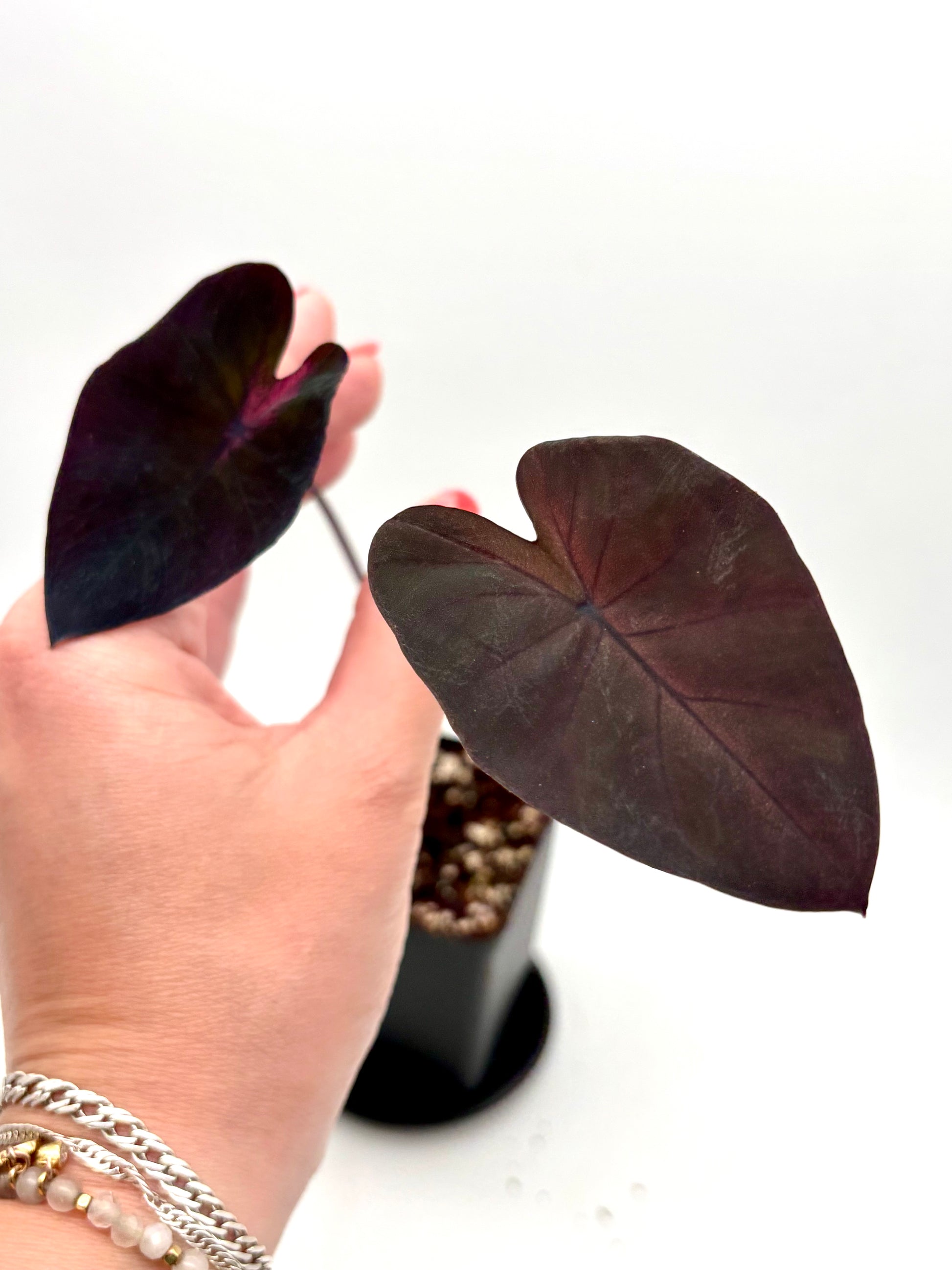 Große, grüne Colocasia Queen Of Phoenix Pflanze mit beeindruckenden Blättern, von Exotic-Flowers, Nahaufnahme der Blätter.
