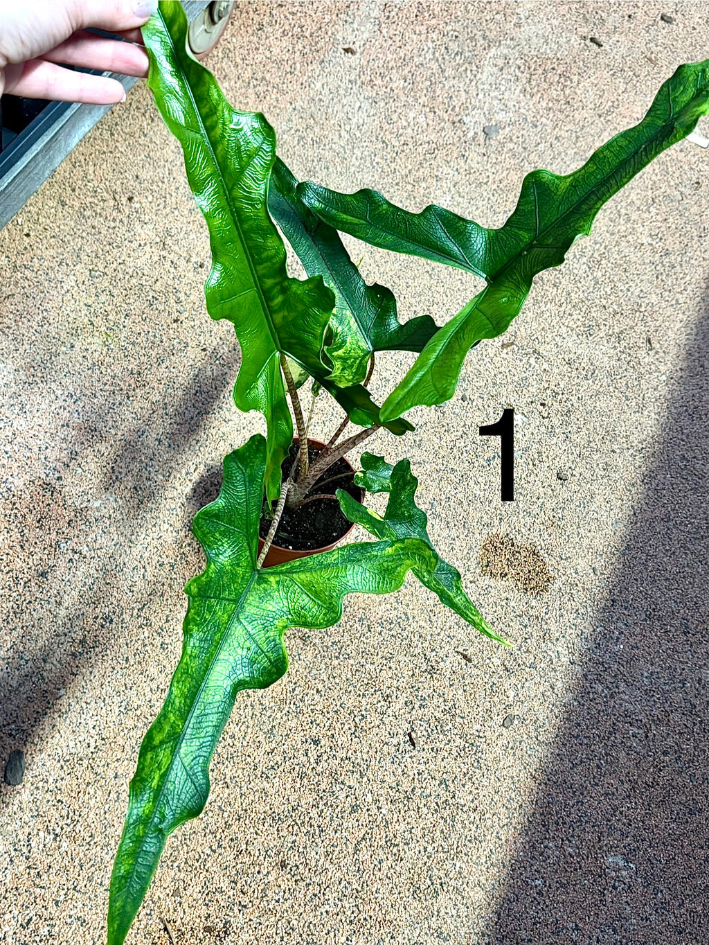 Alocasia Sabrina Variegata - Exotic-Flowers