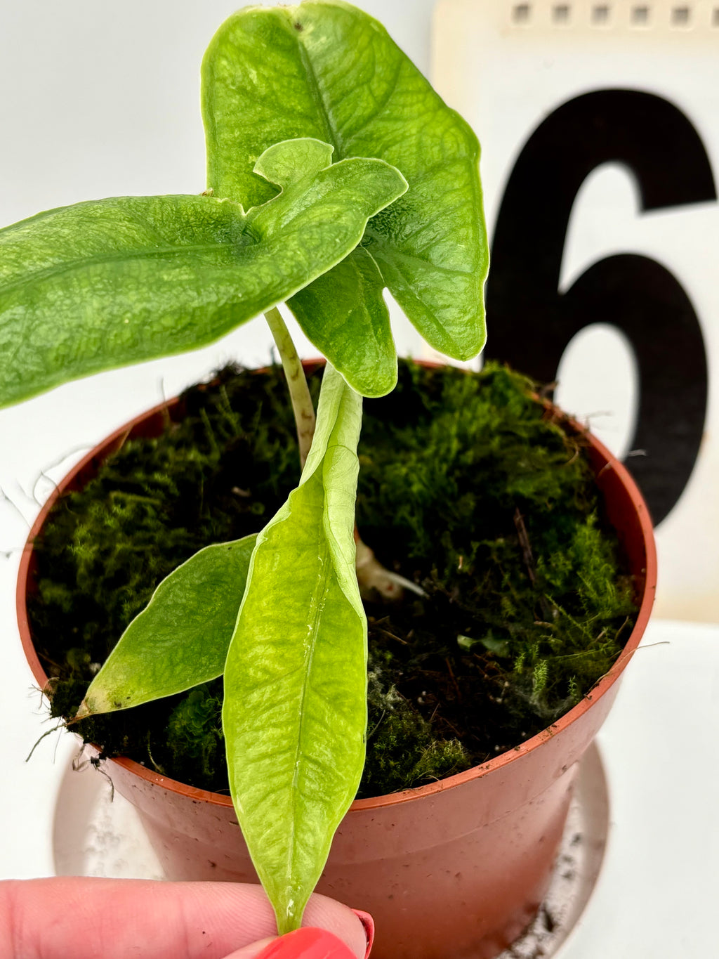 Alocasia Carpet sp Sulawesi Variegata