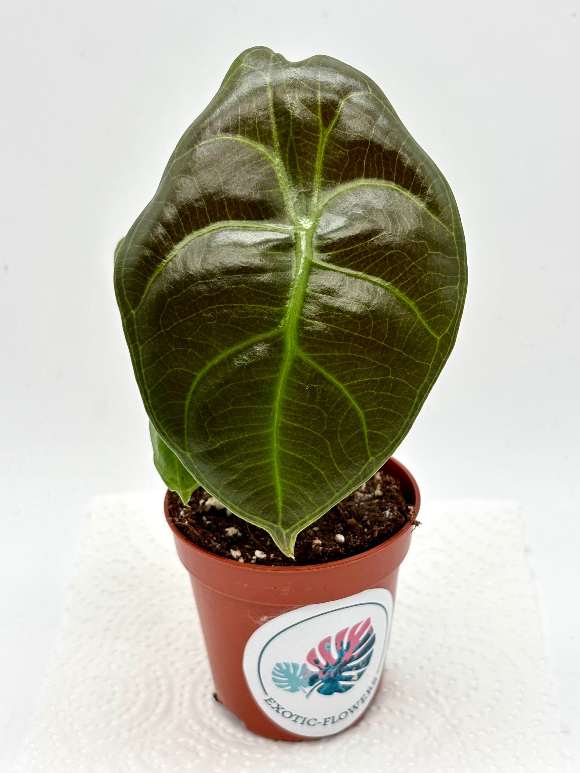 Alocasia Sedenii