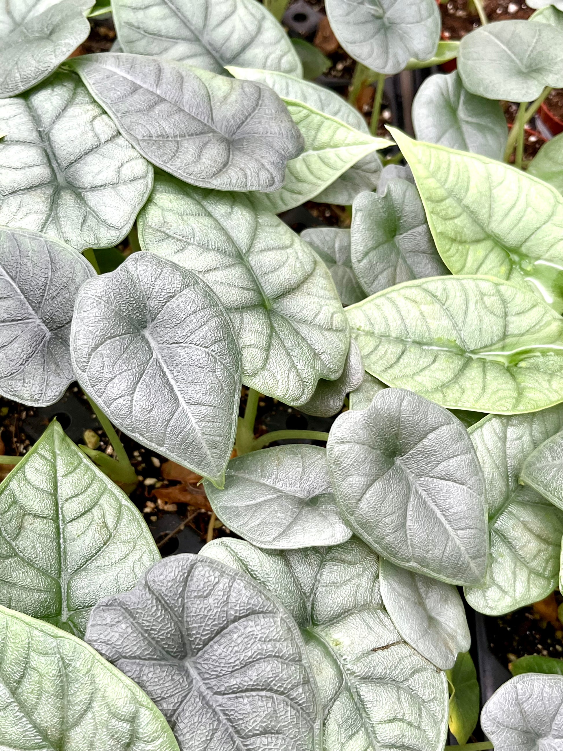 Alocasia Melo