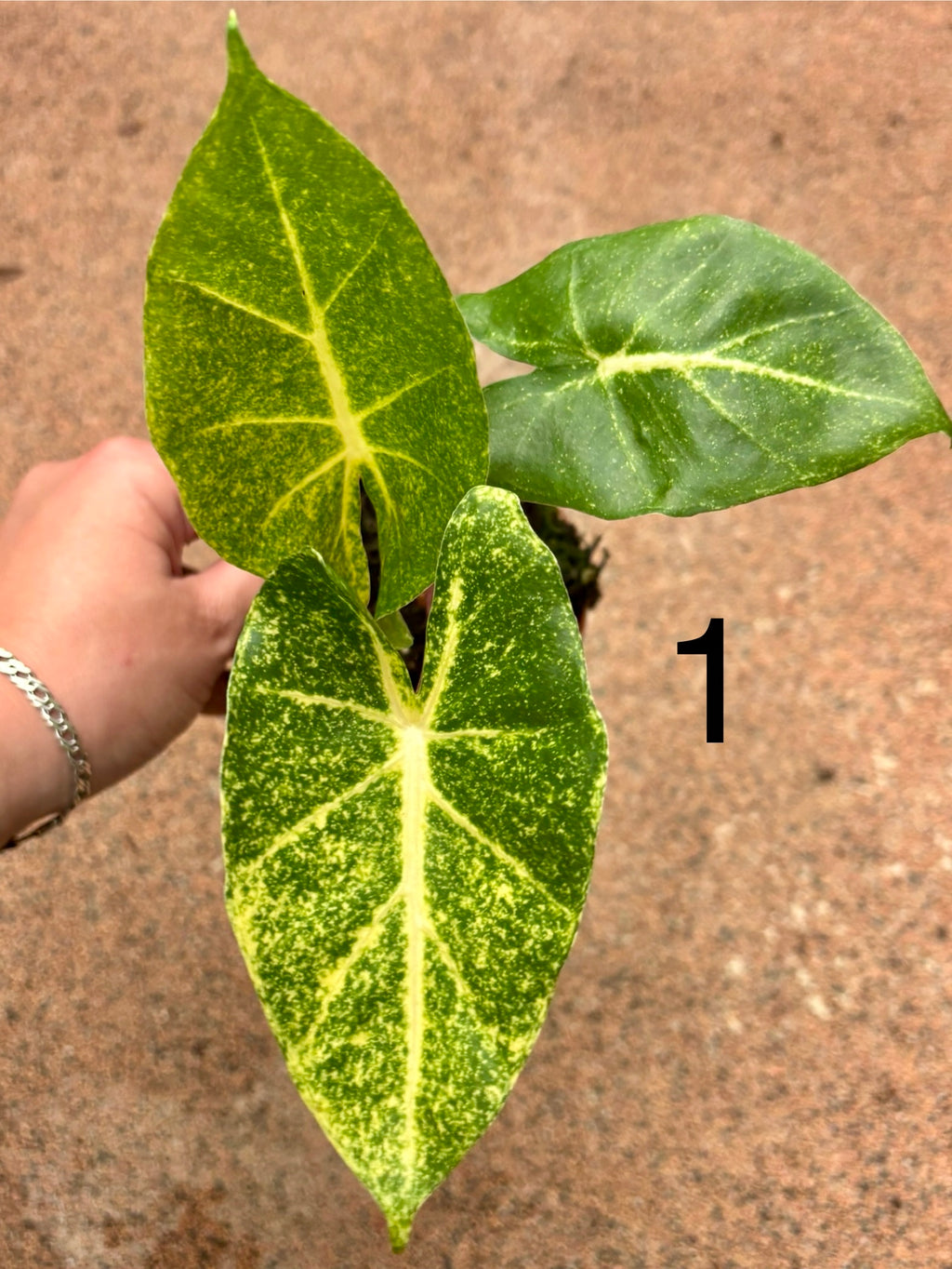 Alocasia New Guinea Gold Pflanze mit großen, grünen Blättern und goldgelben Adern, im Topf auf einem hellen Hintergrund.