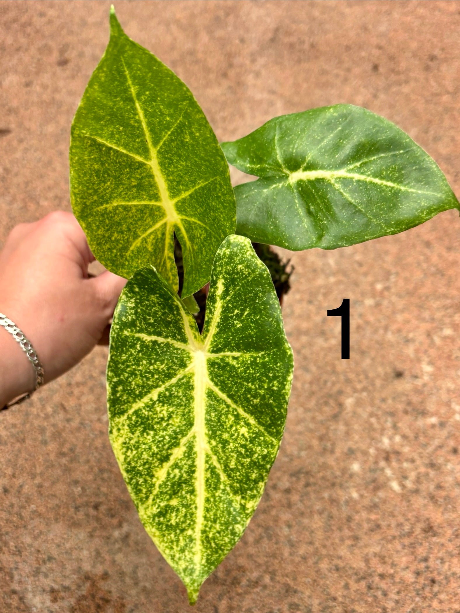 Alocasia New Guinea Gold Pflanze mit großen, grünen Blättern und goldgelben Adern, im Topf auf einem hellen Hintergrund.