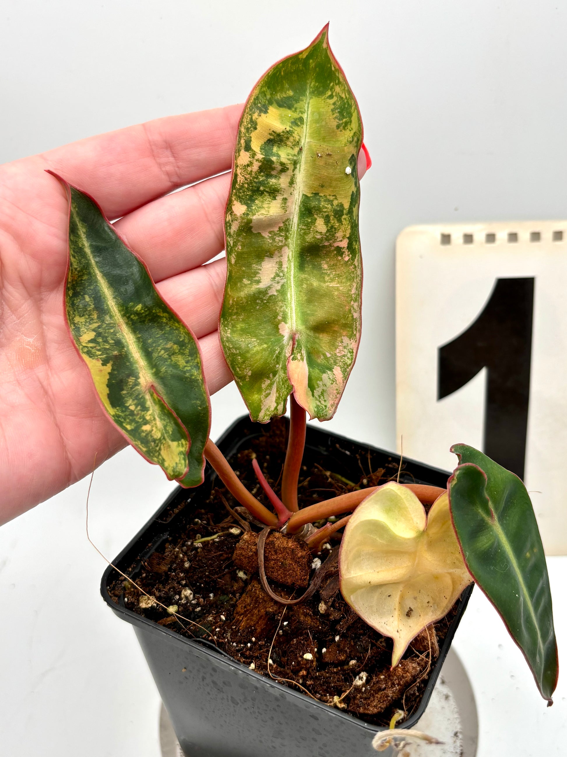 Variegierter Philodendron Billietiae von Exotic-Flowers, grüne Blätter mit goldgelben Mustern, auf einem Topf sitzend.
