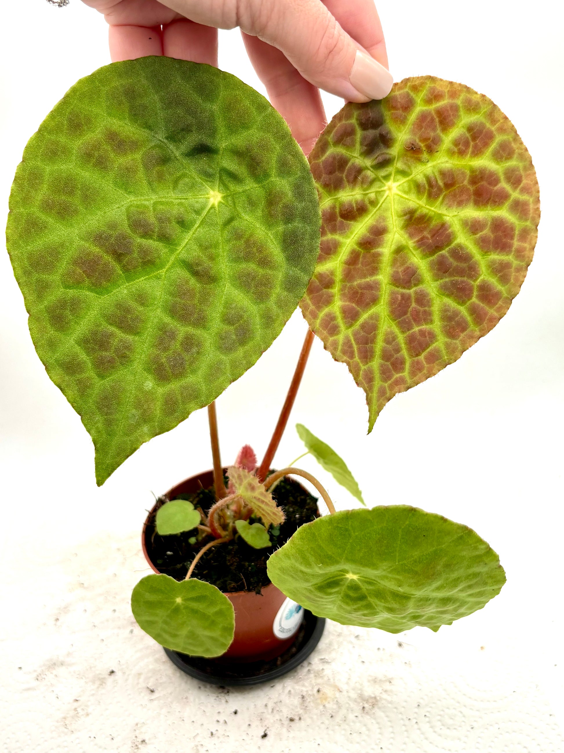 Begonie Phuthoensis von Exotic-Flowers mit grünen Blättern und bunten Blüten, Nahaufnahme der tropischen Pflanze