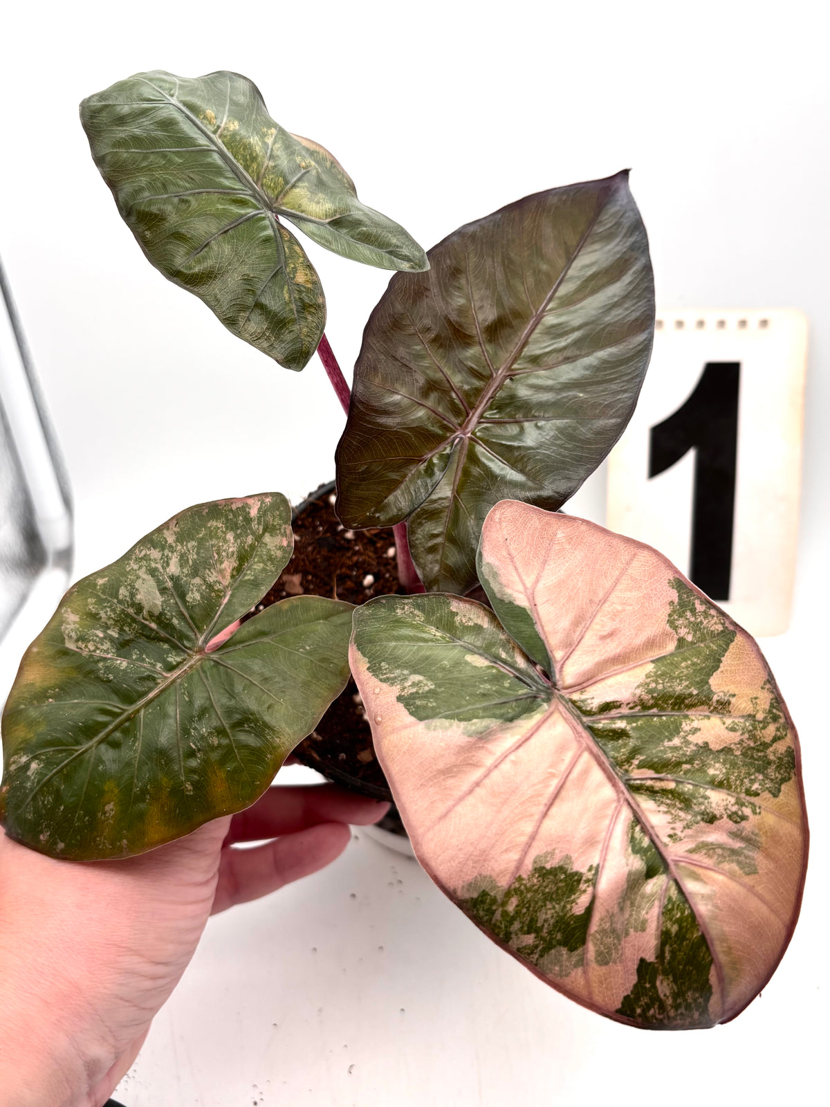 Alocasia Yucatan Princess Variegata Pflanze von Exotic-Flowers mit grünen und weißen Blättern, große dekorative Zimmerpflanze