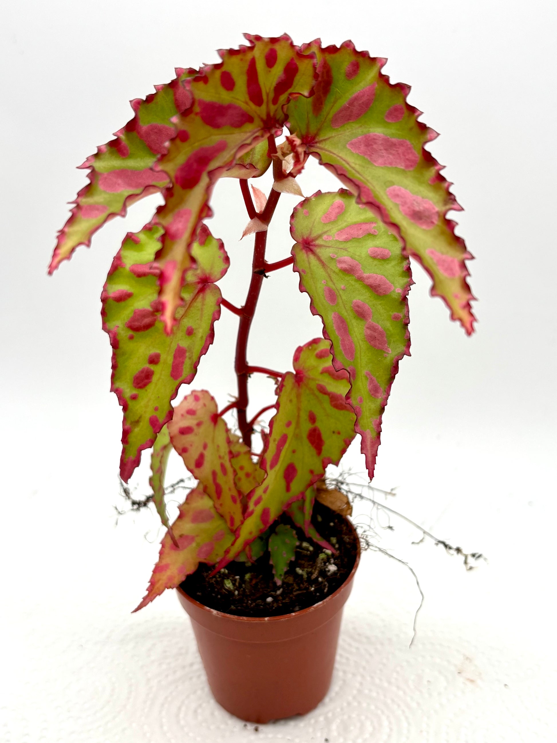 Begonia Pink Lava - Exotic-Flowers