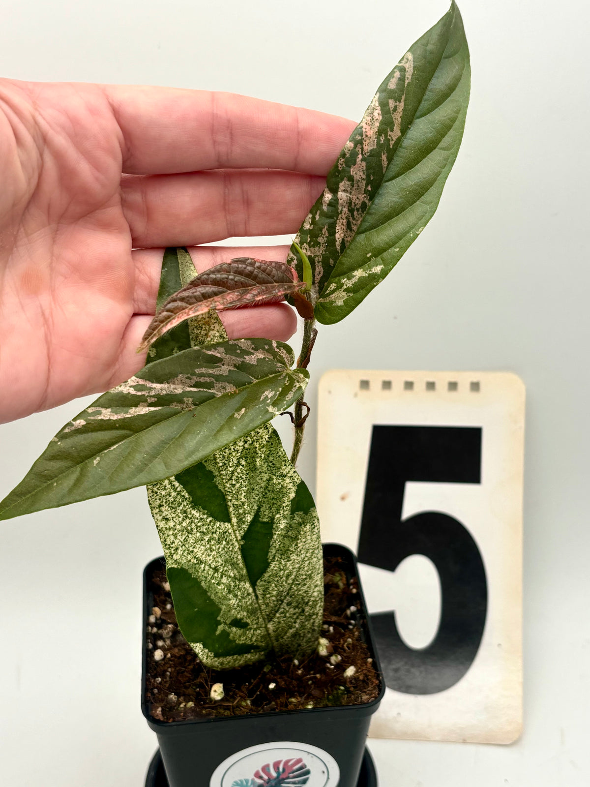Ficus Sagittata Pink Variegata von Exotic-Flowers mit pink-weiß gemusterten Blättern, Zimmerpflanze, Nahaufnahme