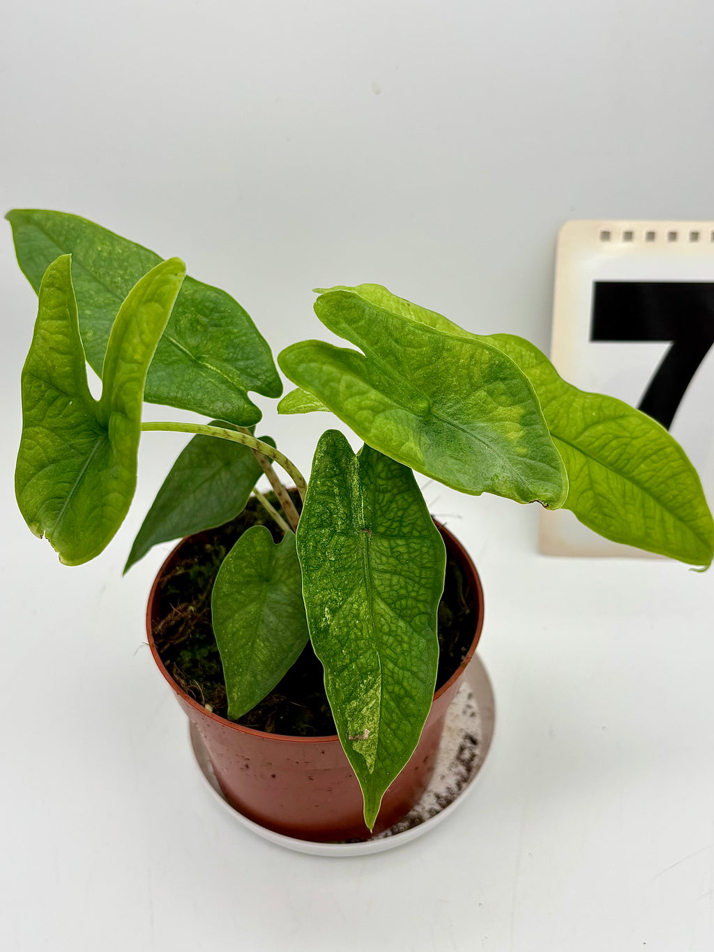 Alocasia Carpet sp Sulawesi Variegata