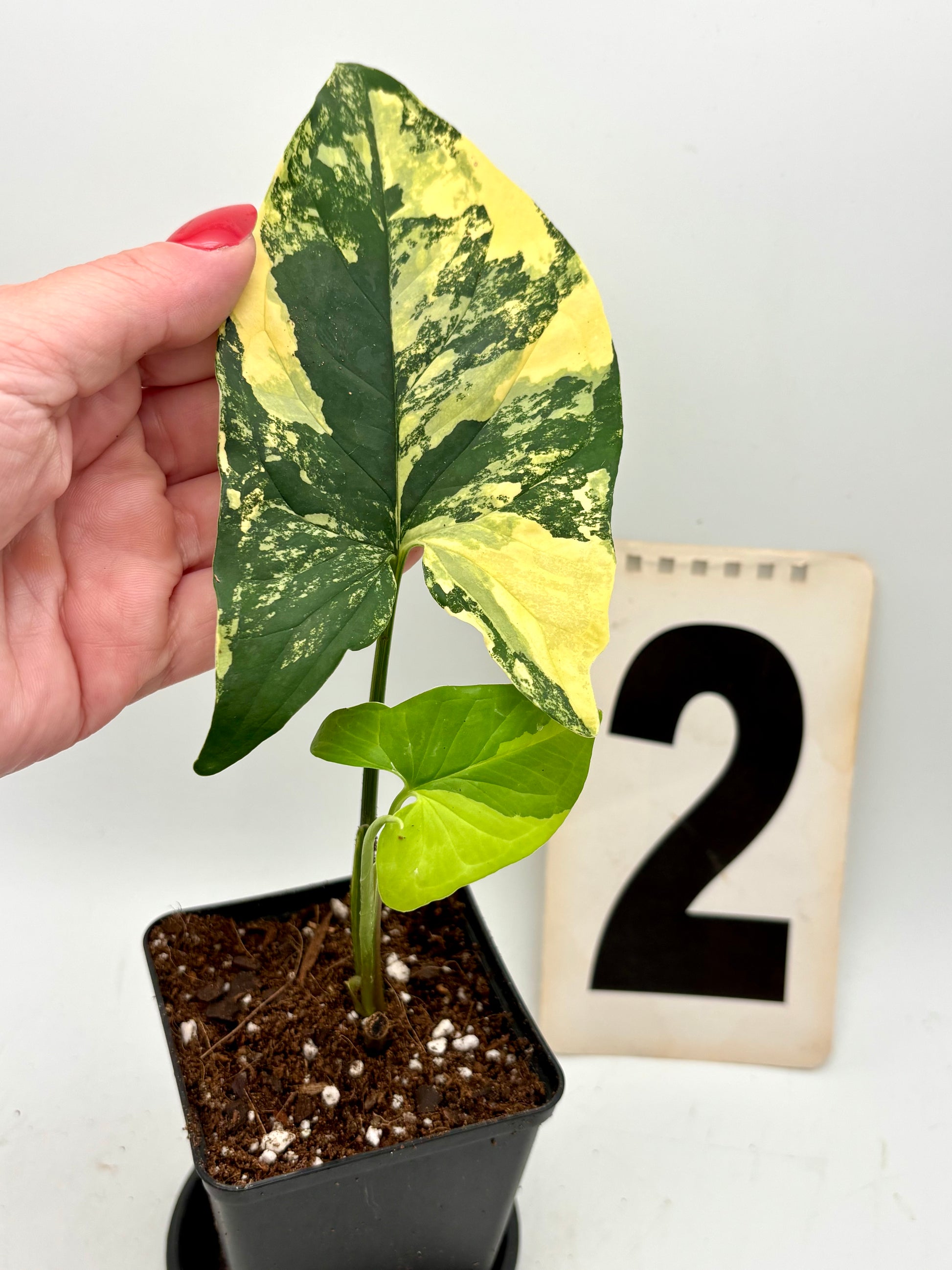 Syngonium Aurea Pflanze von Exotic-Flowers mit goldfarbenen Blättern, grünem Blattwerk und dekorativem Wuchs.