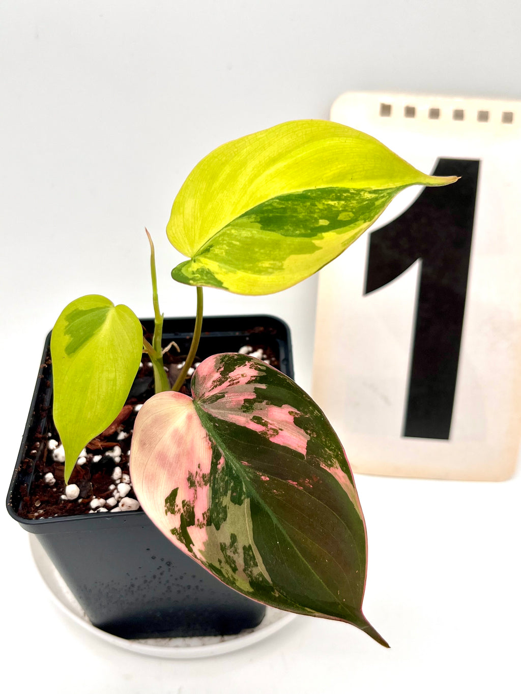 Philodendron Micans Variegata