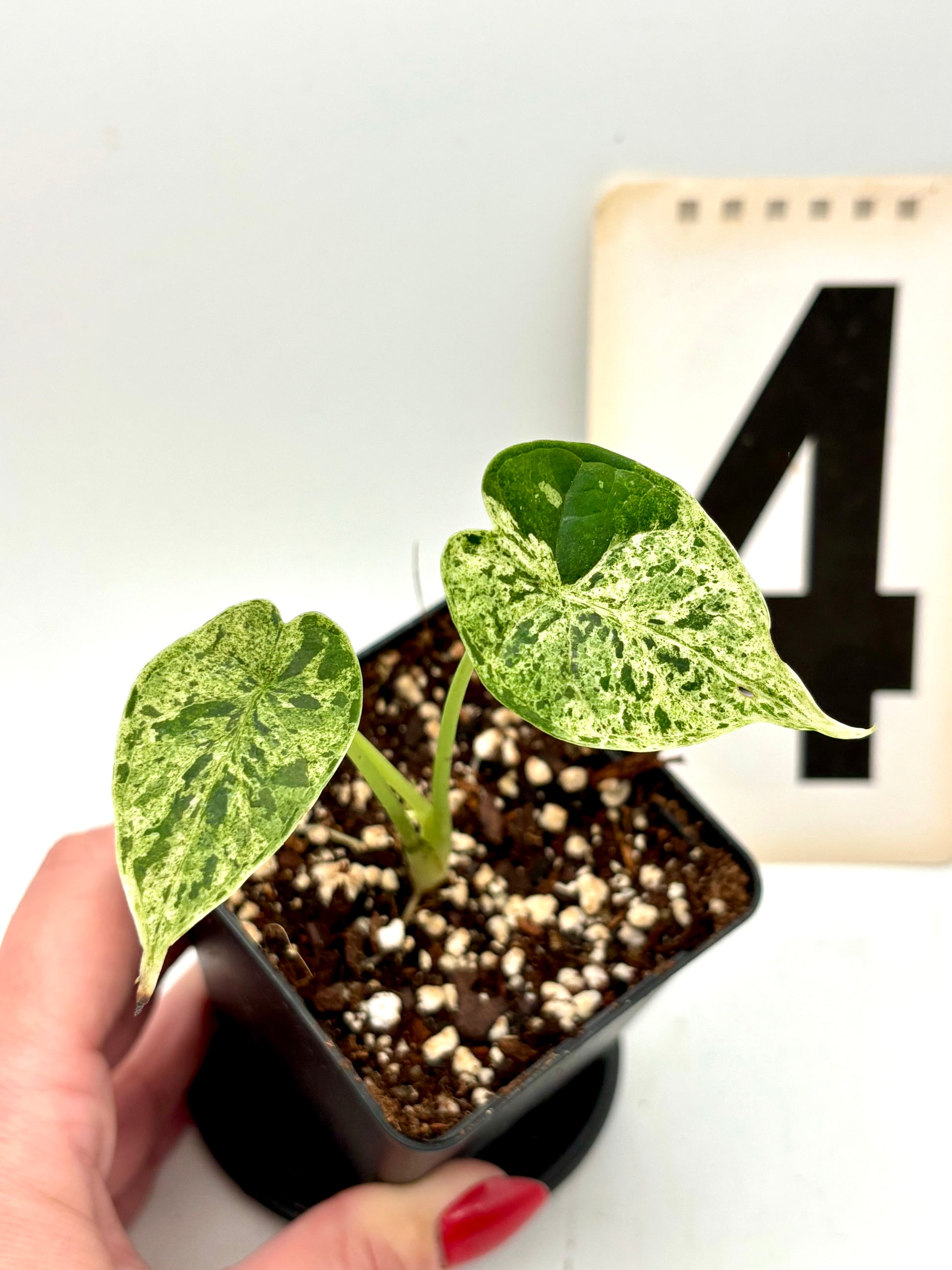 Alocasia Dragon Scale Mint
