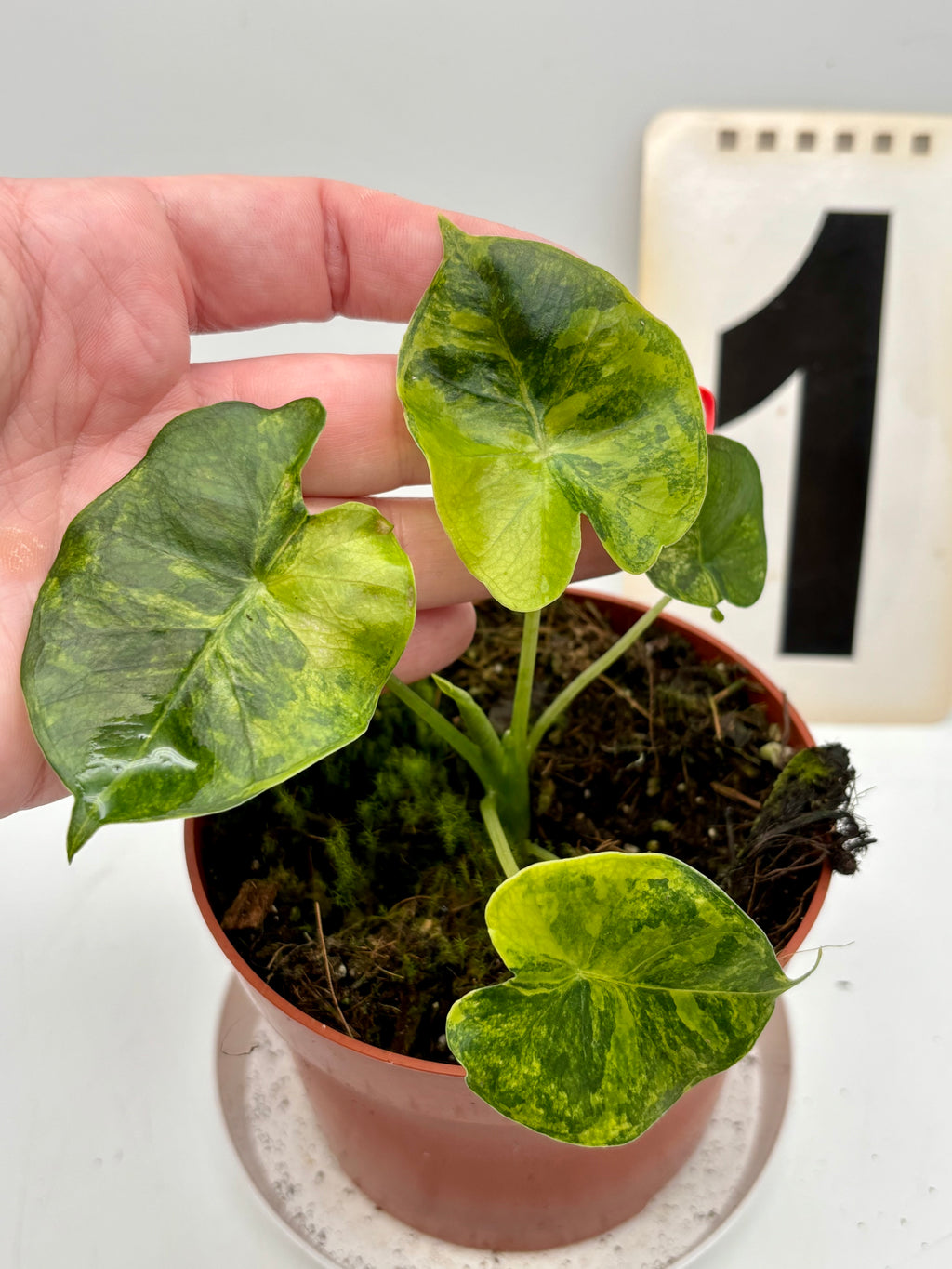 Alocasia London Eye Variegata