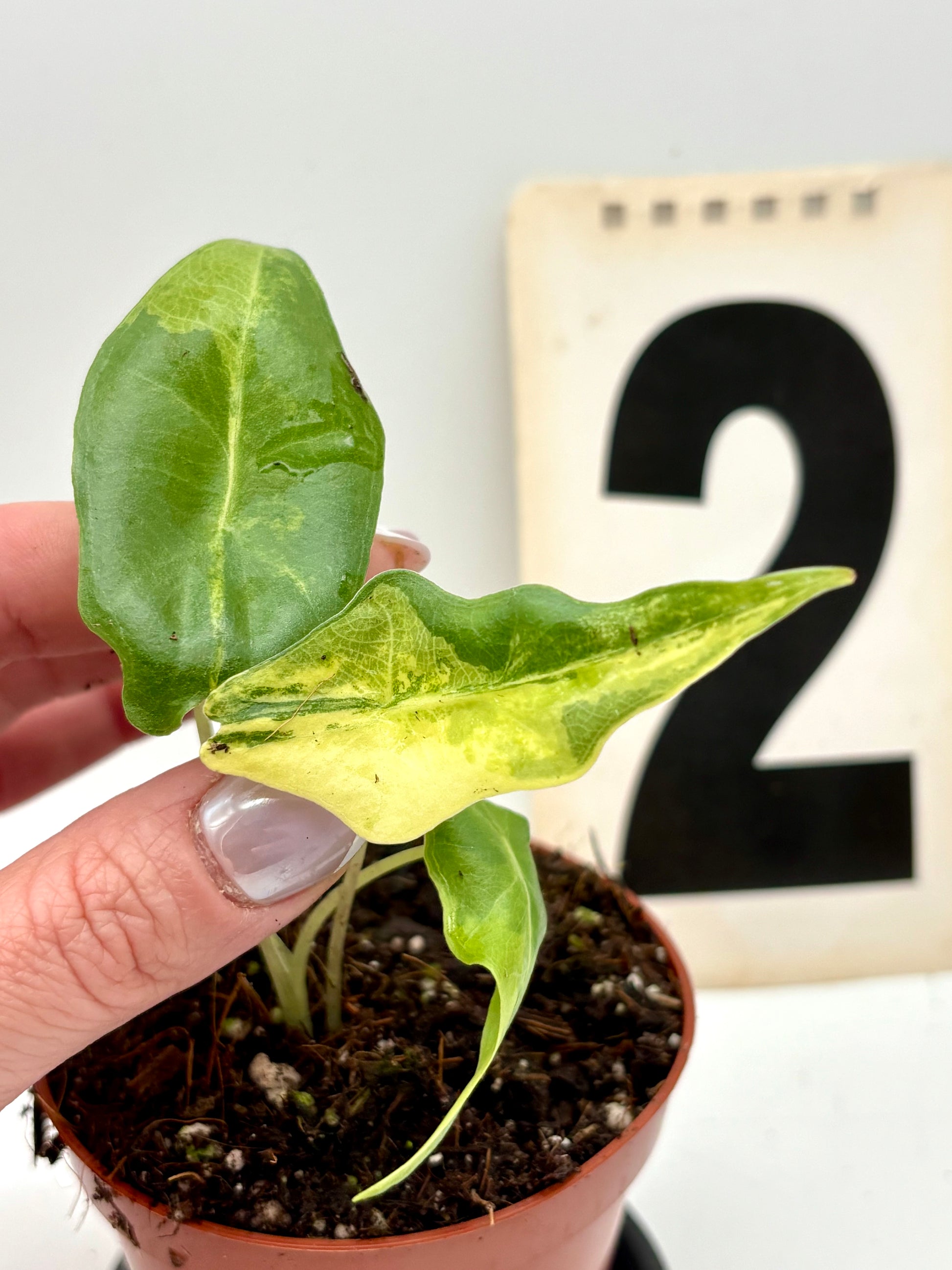 Alocasia Portei Variegata