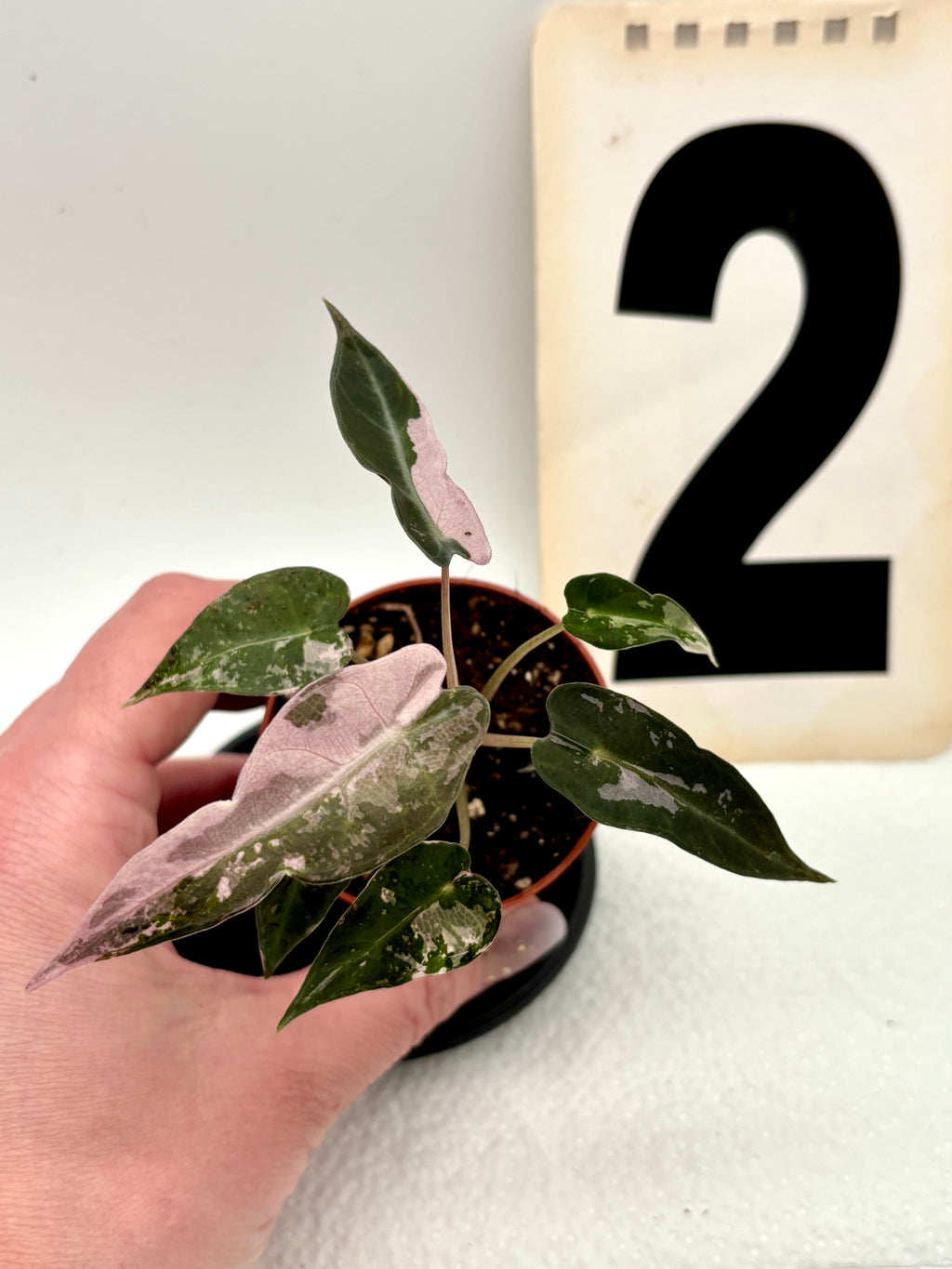 Alocasia Bambino Variegata Pflanze von Exotic-Flowers mit grünen und weißen variegierten Blättern, Nahaufnahme.