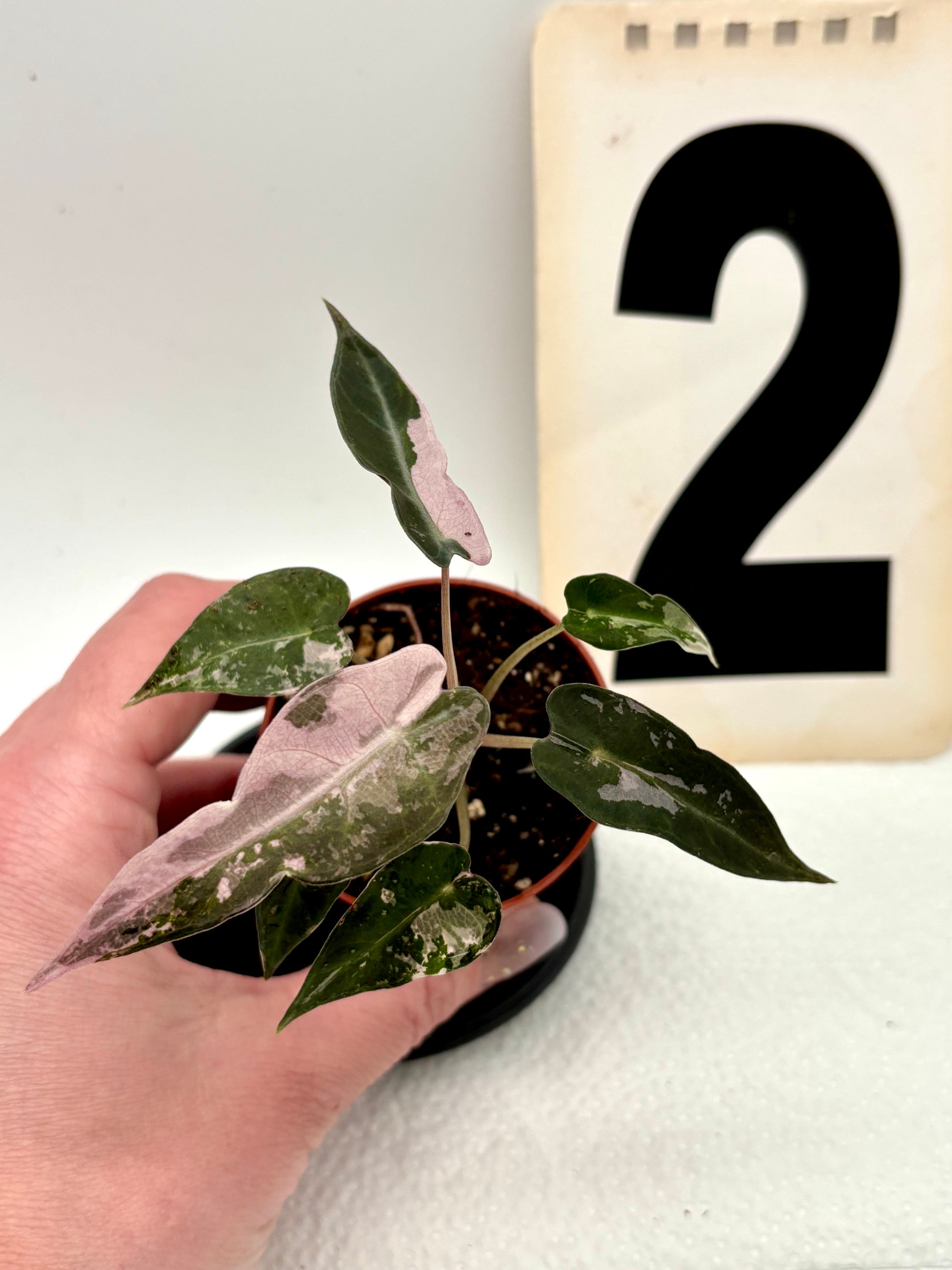 Alocasia Bambino Variegata Pflanze von Exotic-Flowers mit grünen und weißen variegierten Blättern, Nahaufnahme.