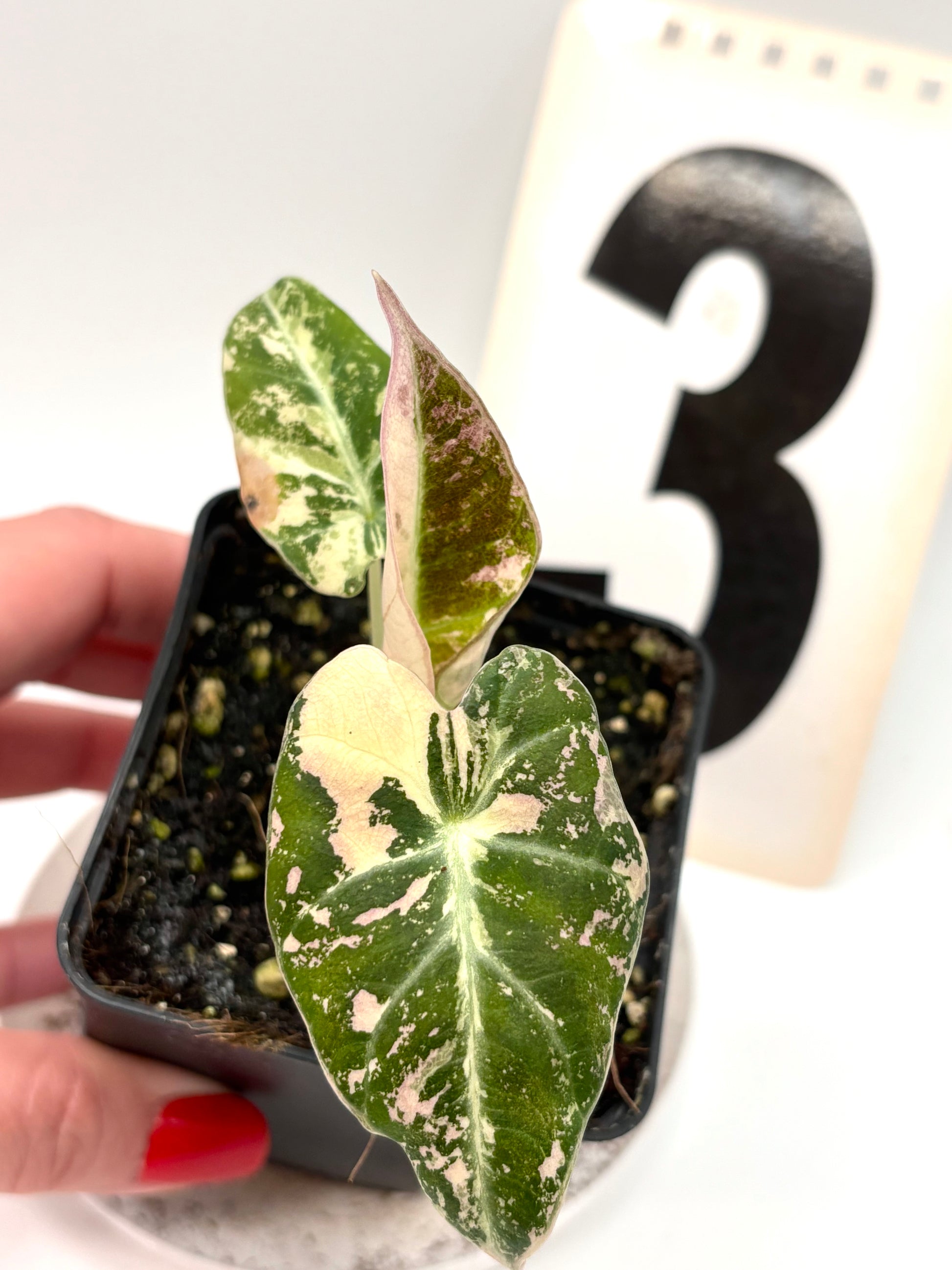 Alocasia Black Velvet Variegata
